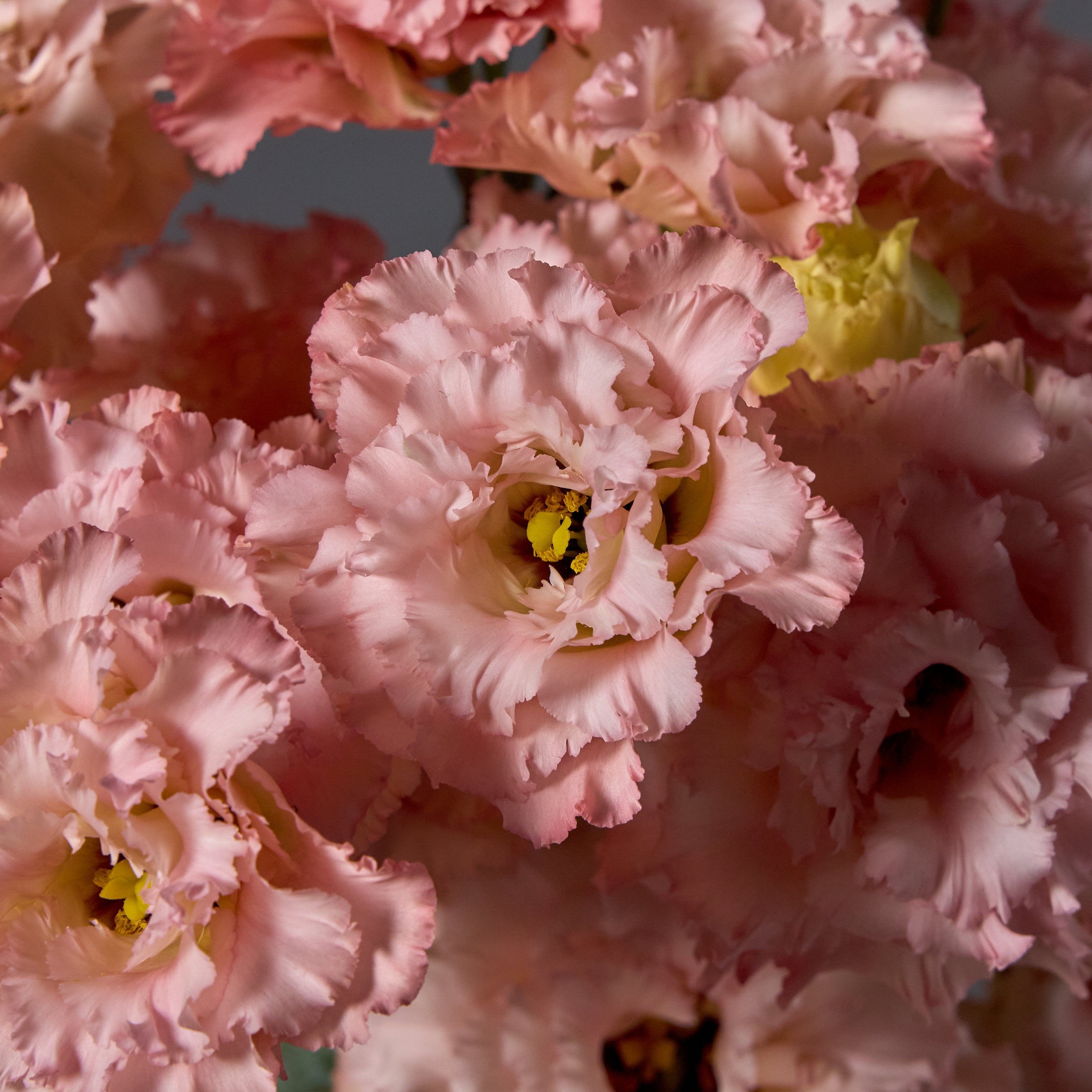 Watch: Lisianthus Forever