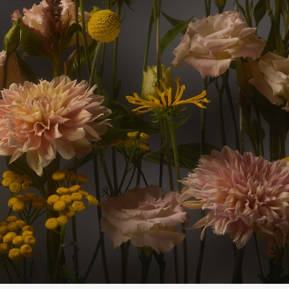 Dahlia Growing Guide