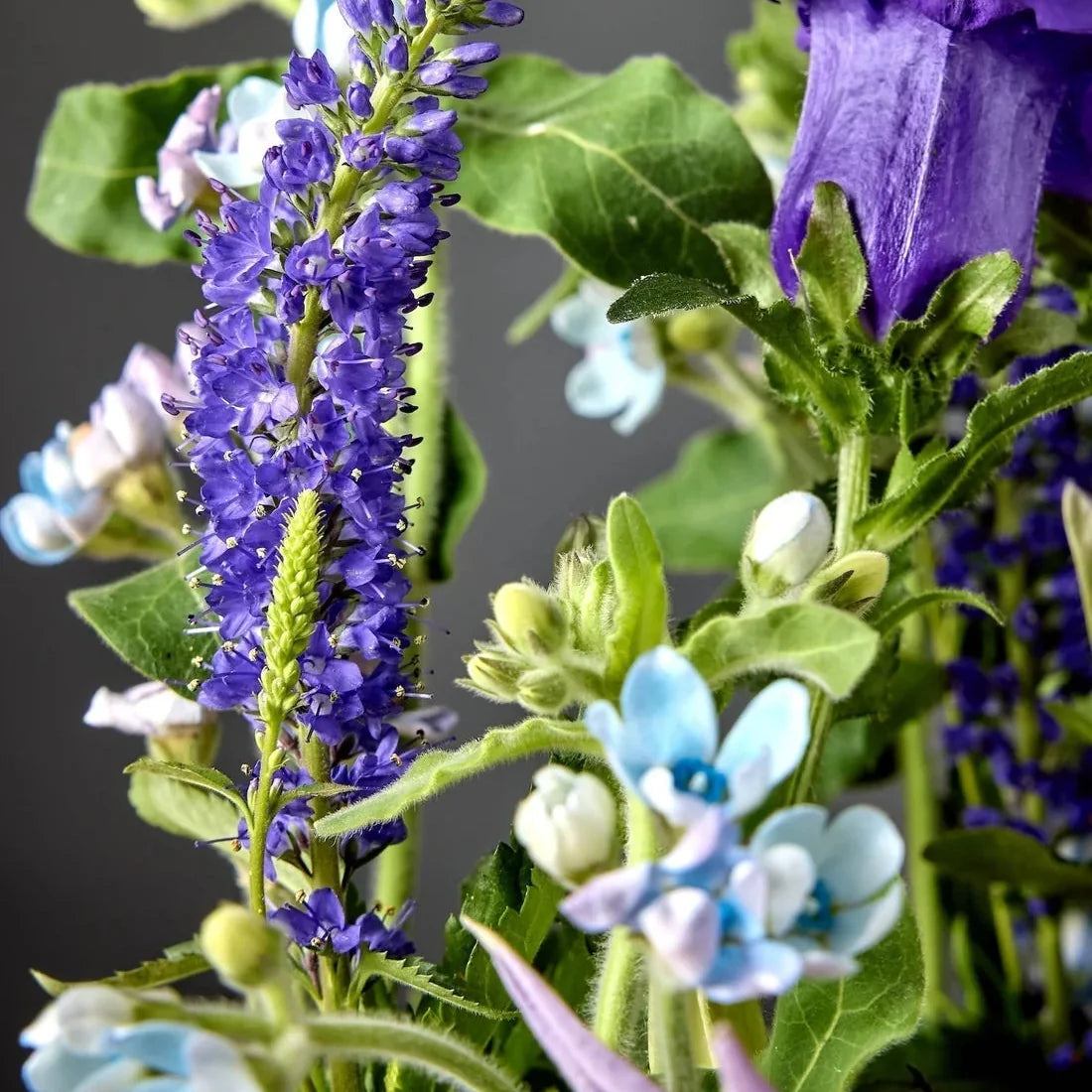 Spring Plug Preview 2026