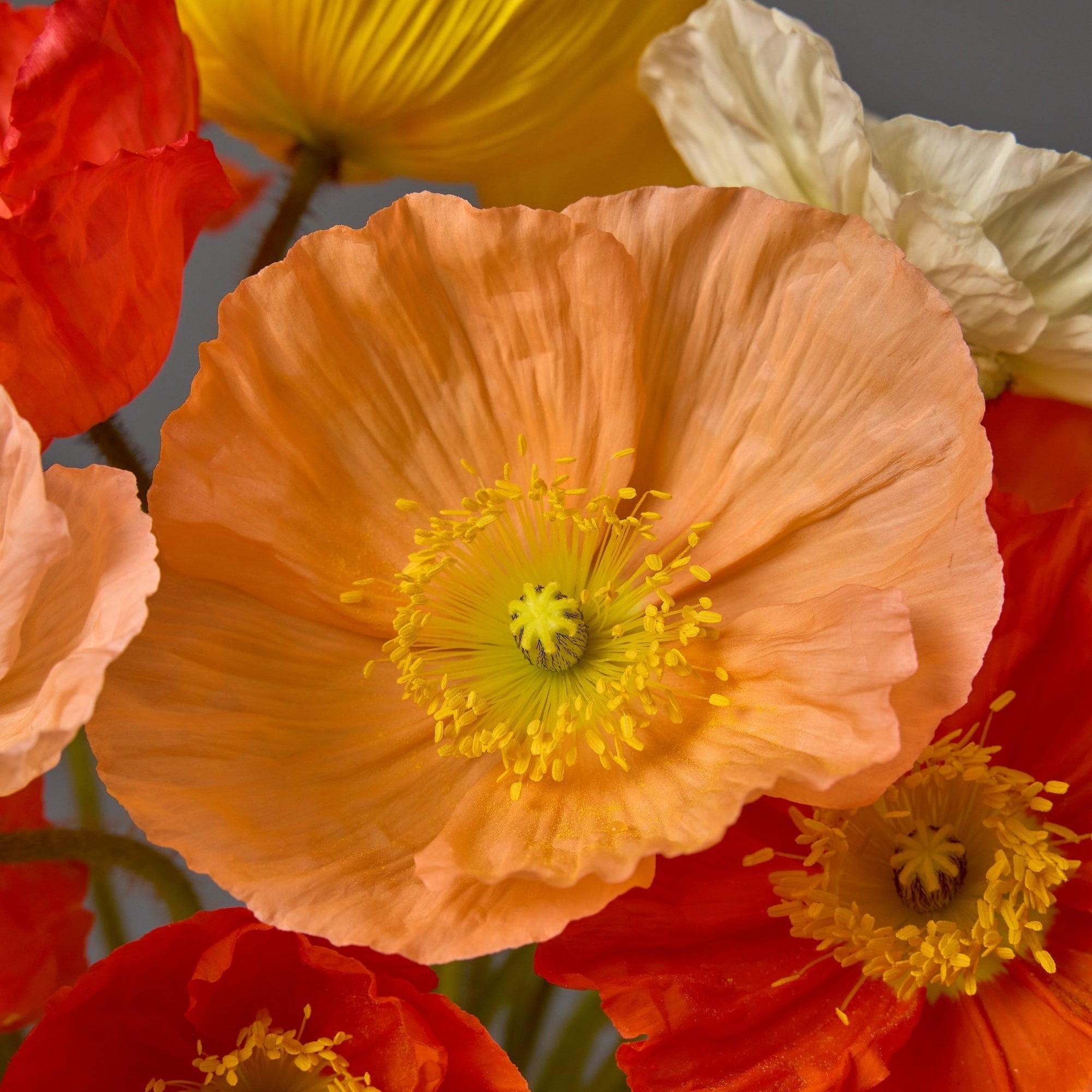 WATCH: Fall Planting Fundamentals Webinar