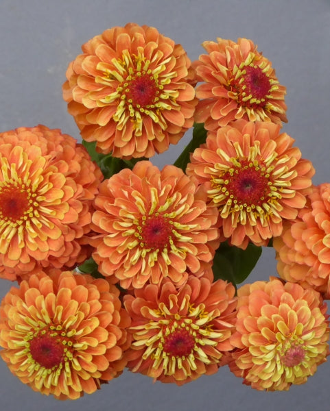 Zinnia Queeny (8 plugs)
