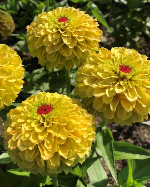 Zinnia Queeny Lemon Peach (8 plugs)