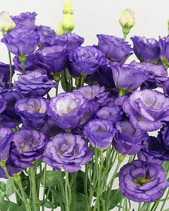 Lisianthus Arosa 1 Sky Blue (8 plugs)