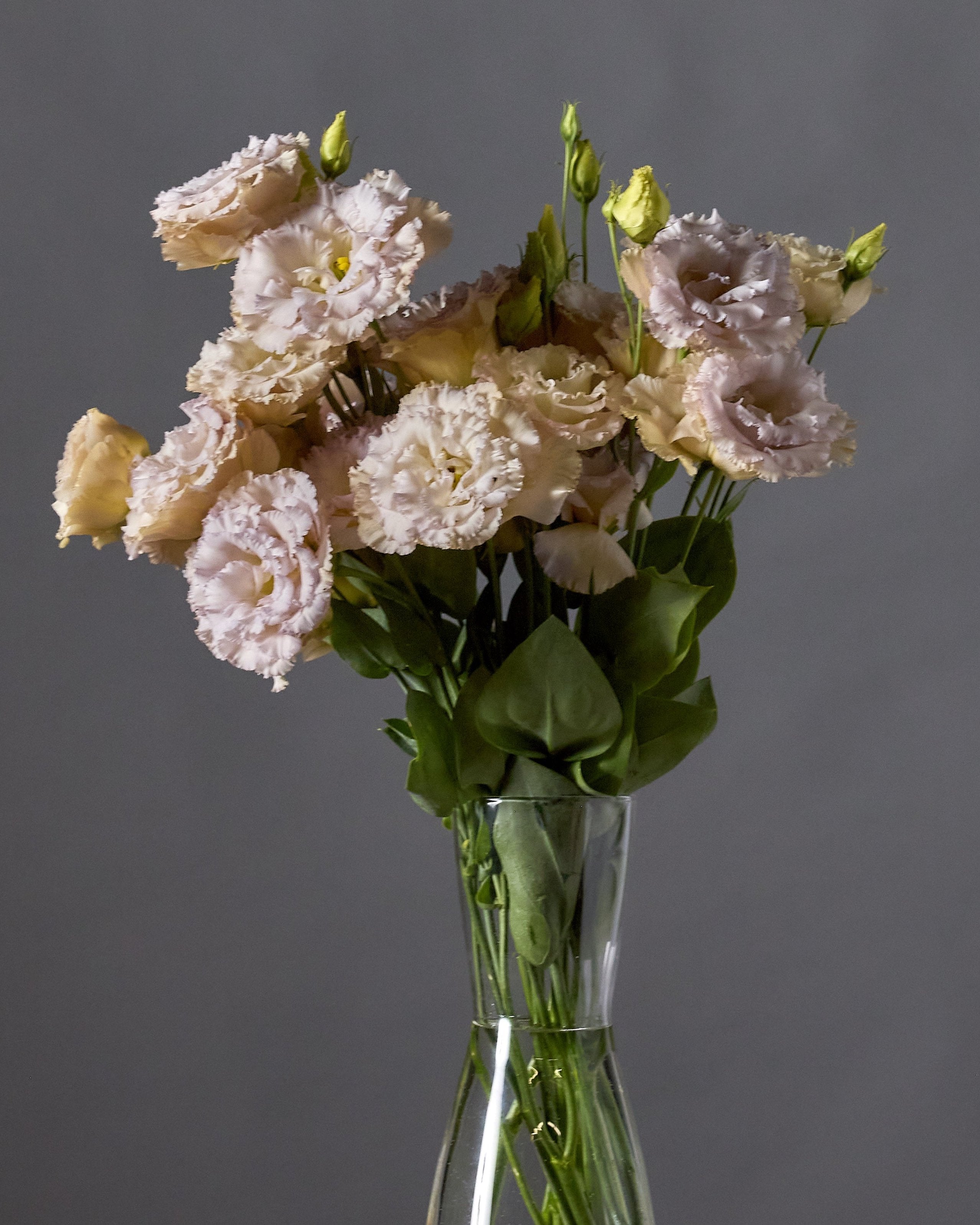 Lisianthus Blue Chateau (8 plugs)