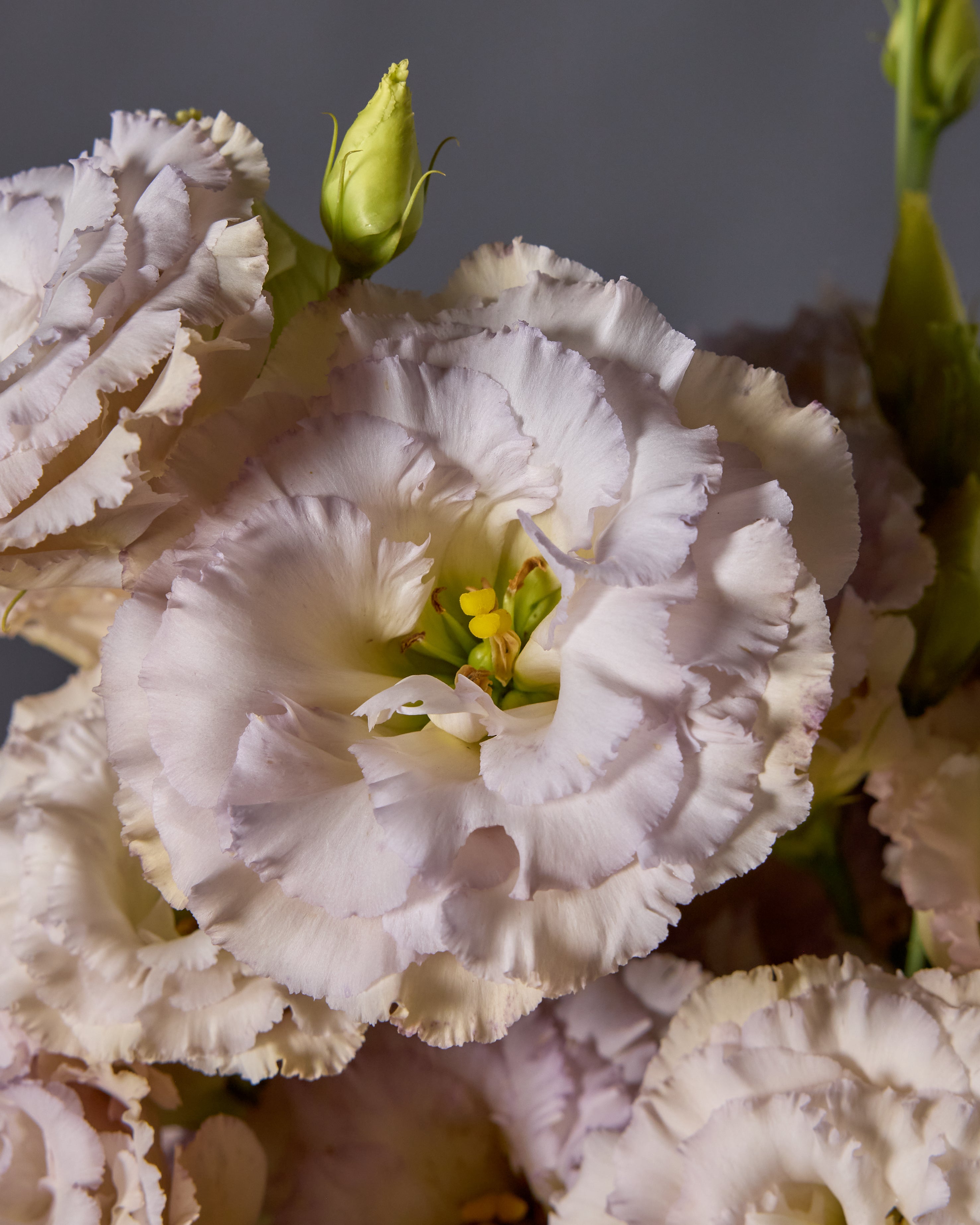 Lisianthus Blue Chateau (8 plugs)