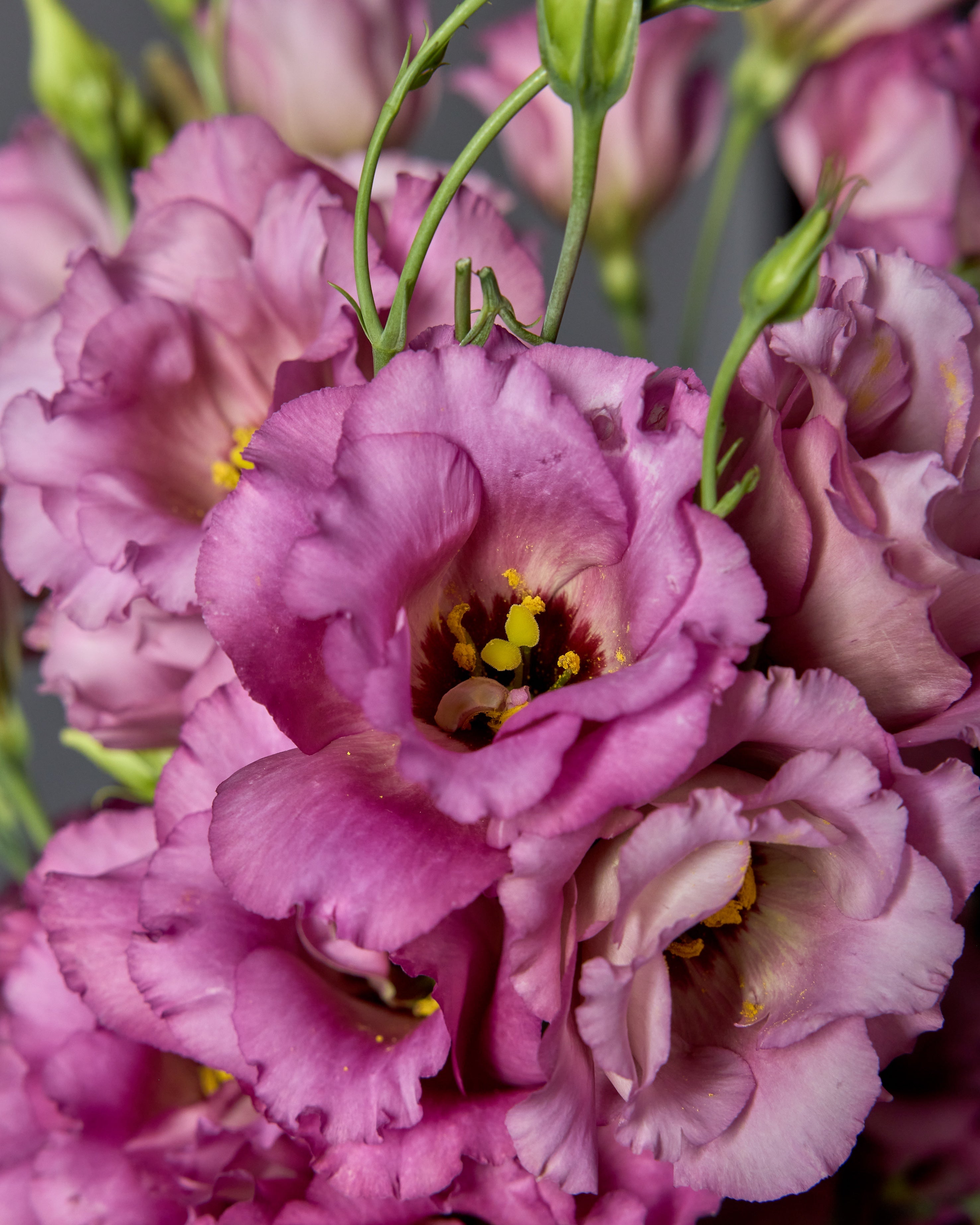 Lisianthus Celeb 2 Wine (8 plugs)