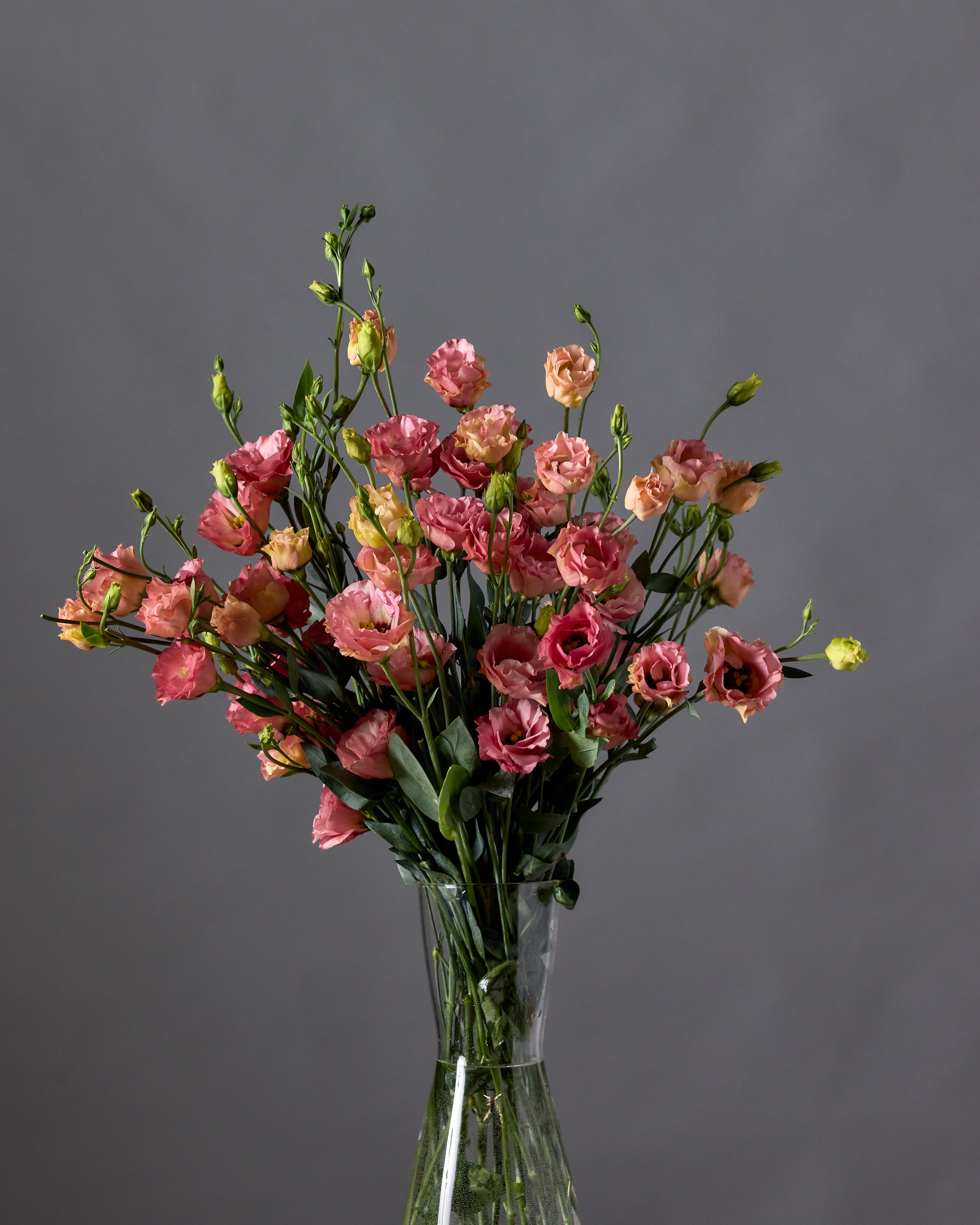 Lisianthus Little Summer 1 Orange (8 plugs)