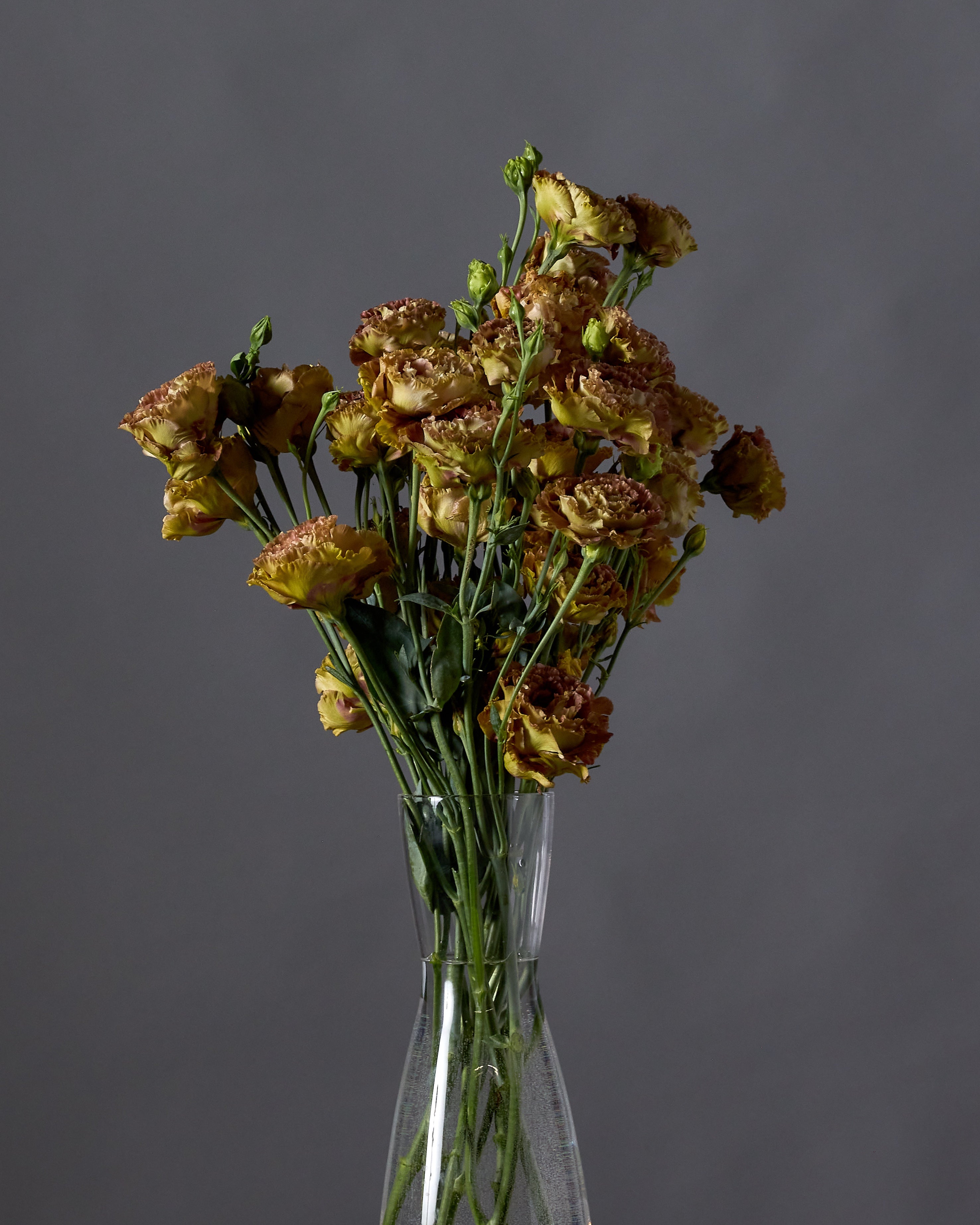 Lisianthus Rosanne 2 Terracotta (8 plugs)