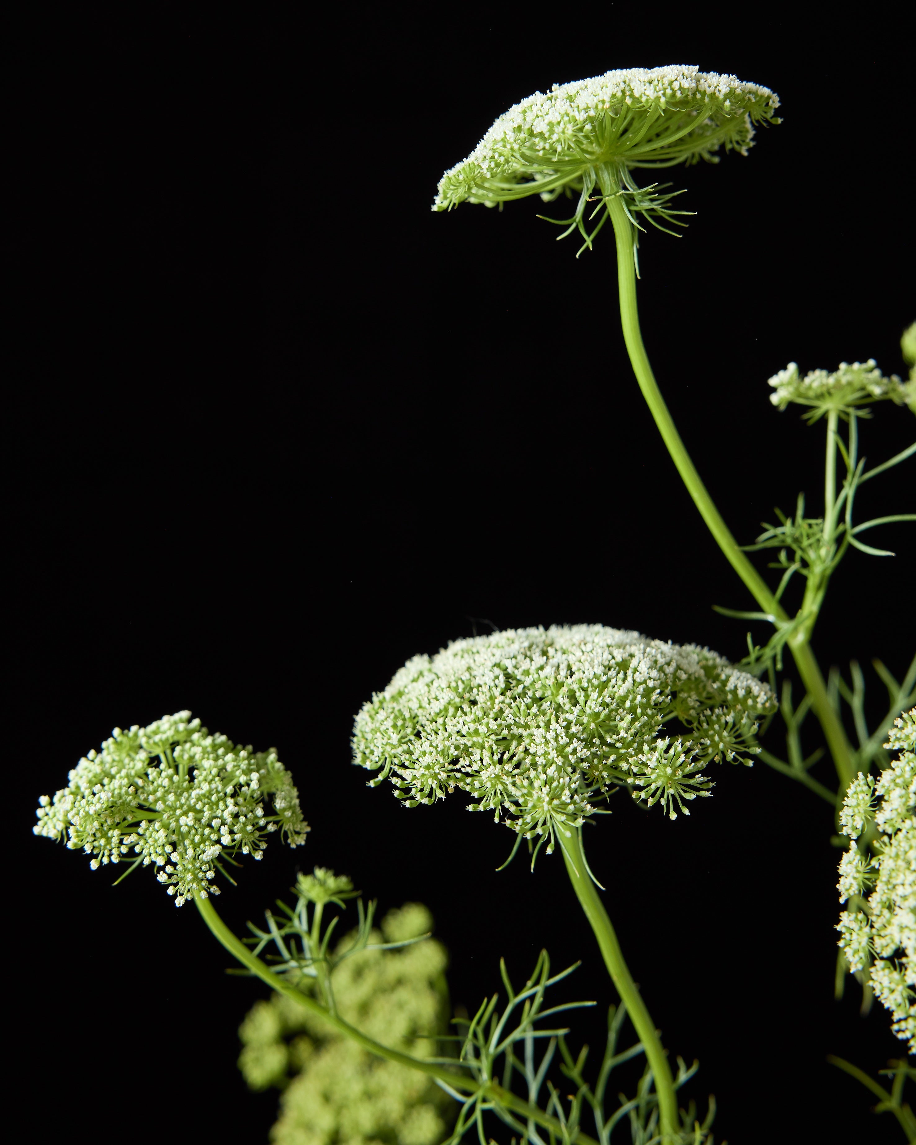 Ammi Green Mist (8 plugs)