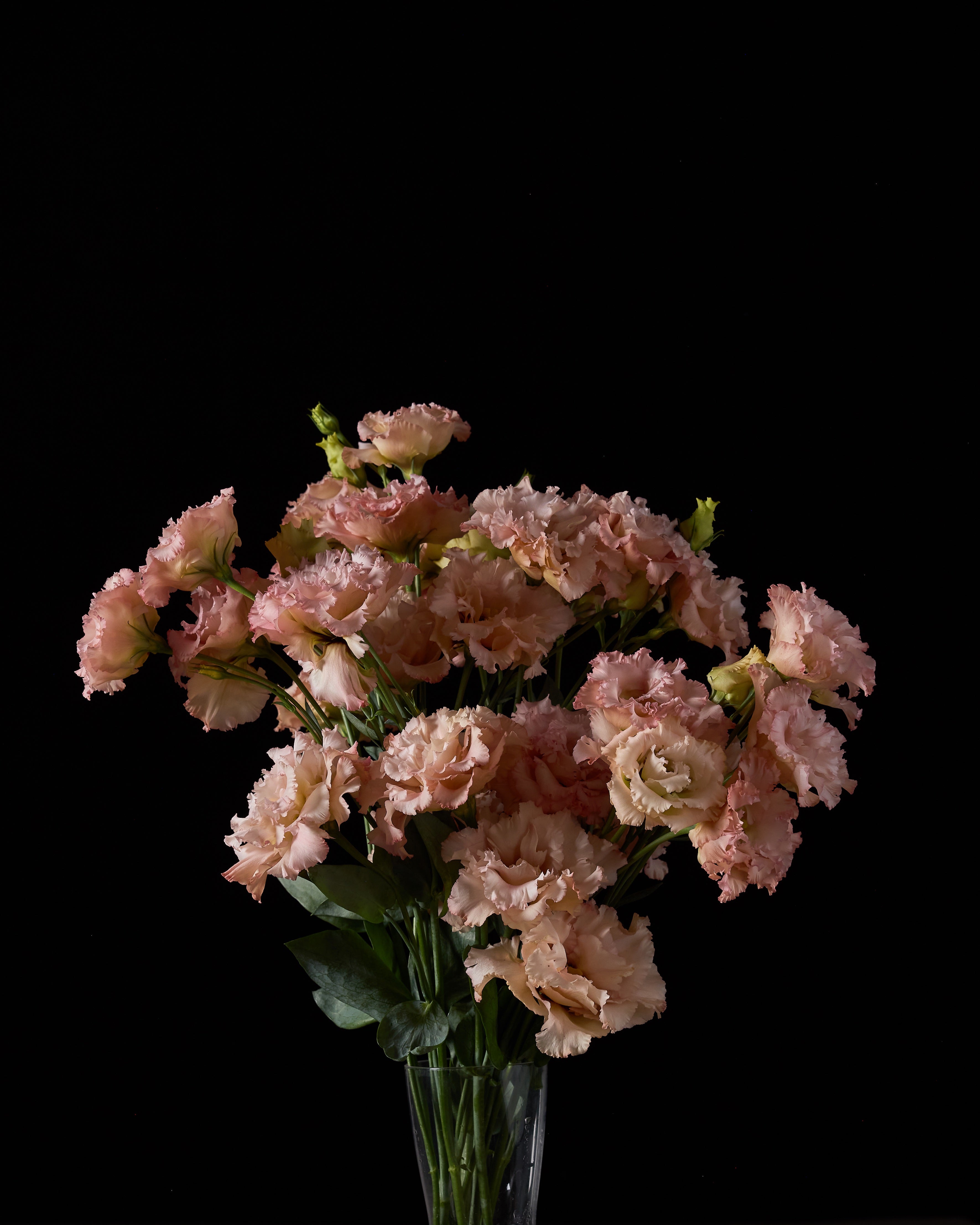 Lisianthus Voyage 2 Light Apricot (8 plugs)