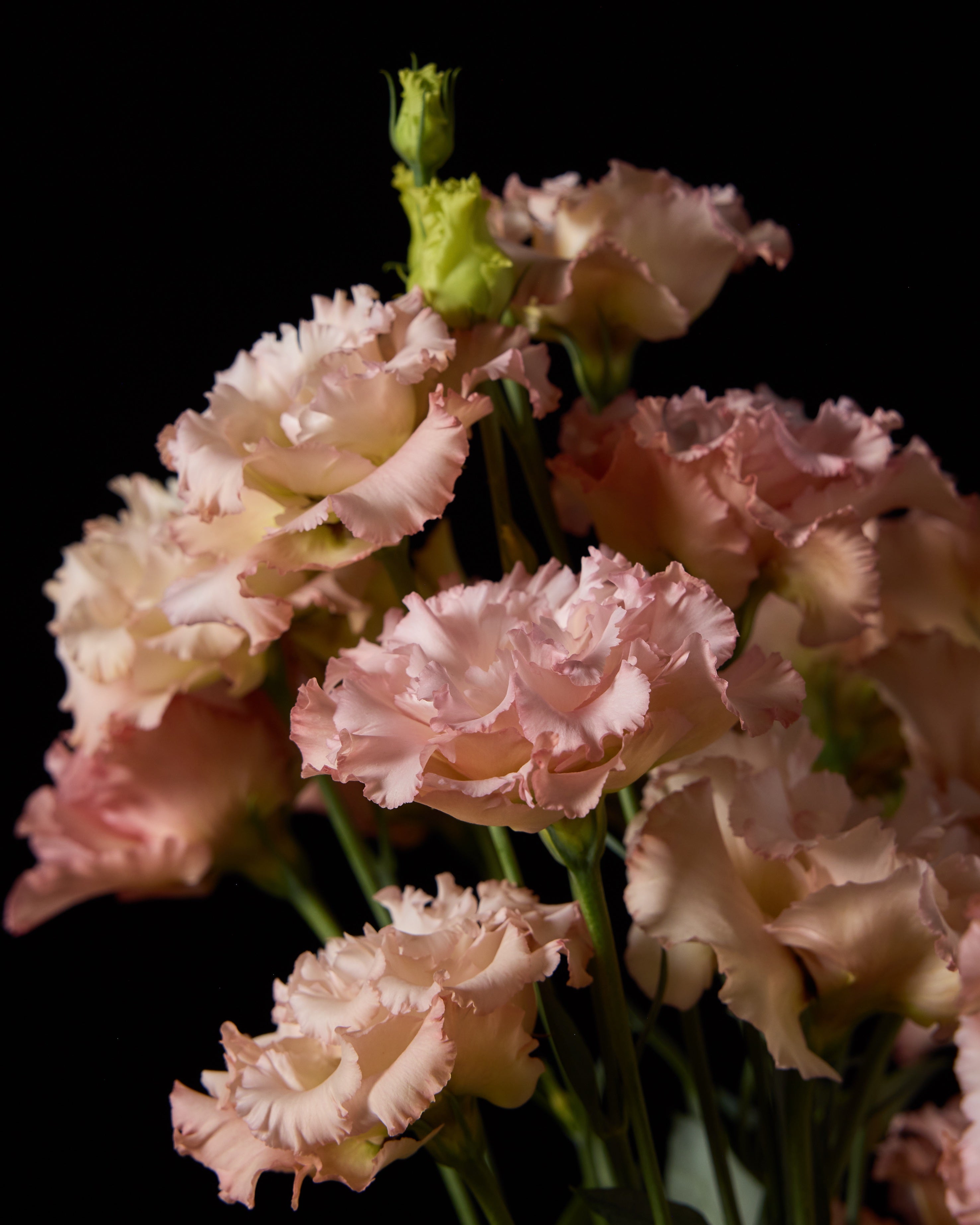 Lisianthus Voyage 2 Light Apricot (8 plugs)