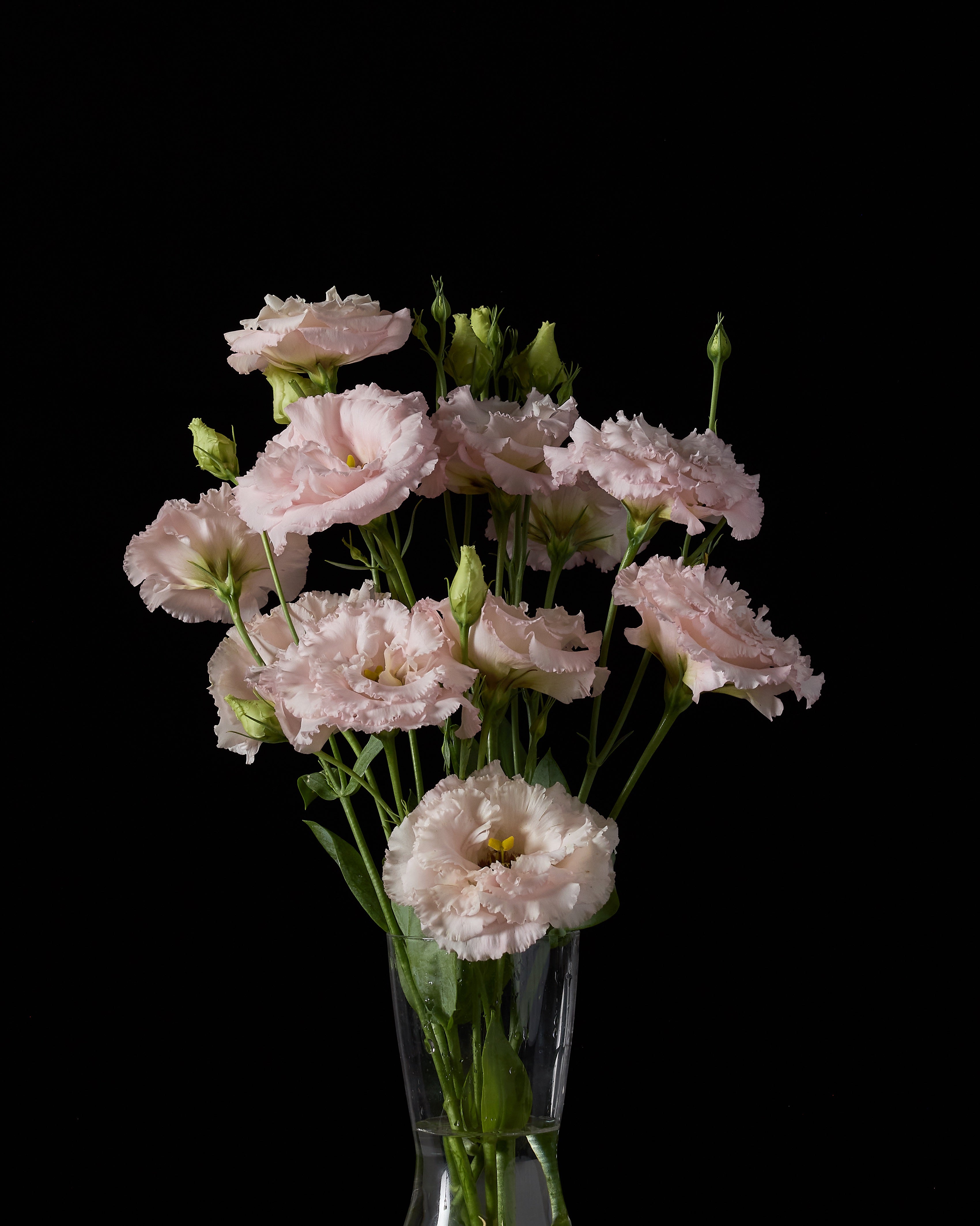 Lisianthus Celeb 2 Queen (8 plugs)