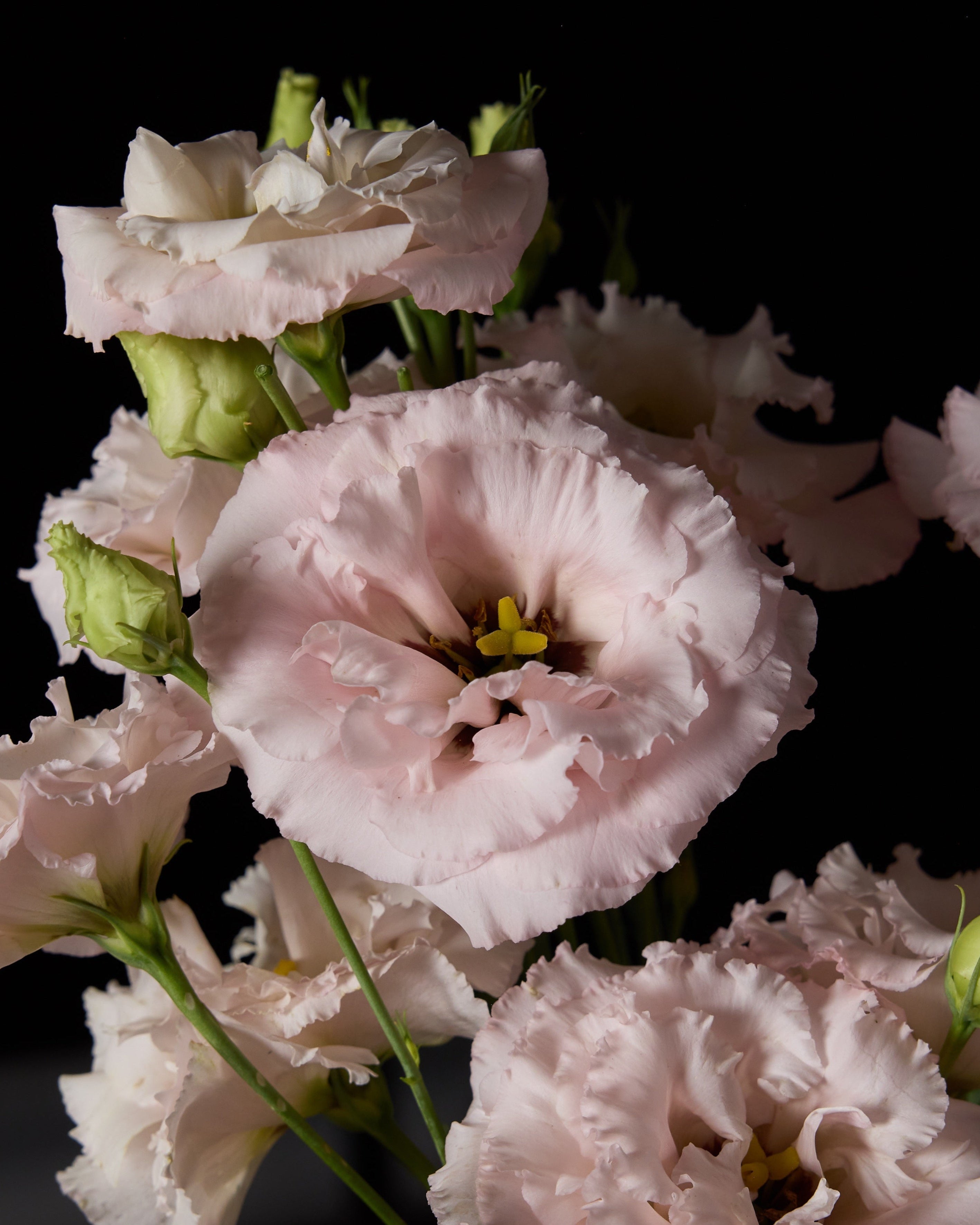 Lisianthus Celeb 2 Queen (8 plugs)