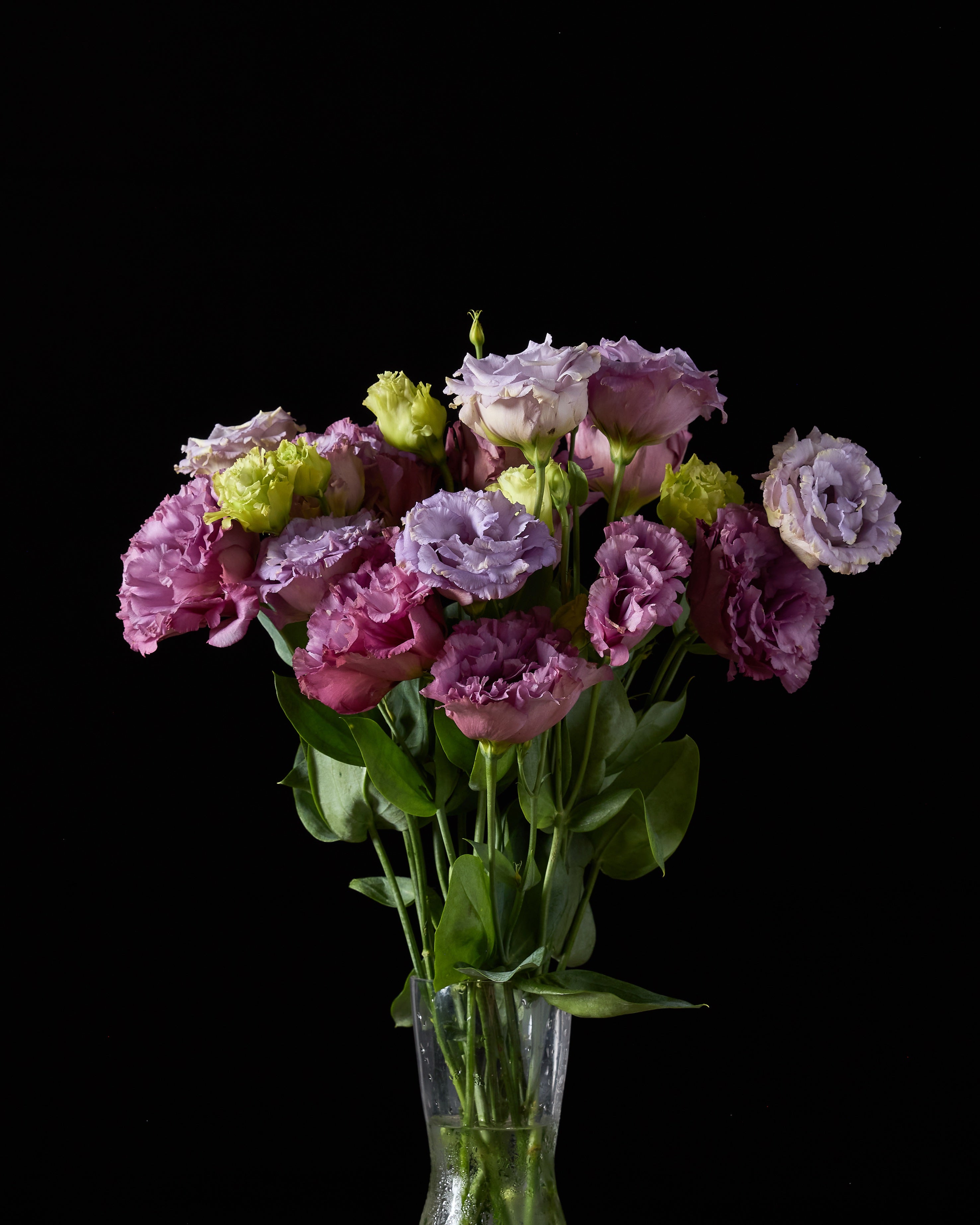 Lisianthus Celeb 2 Metallic Blue (8 plugs)