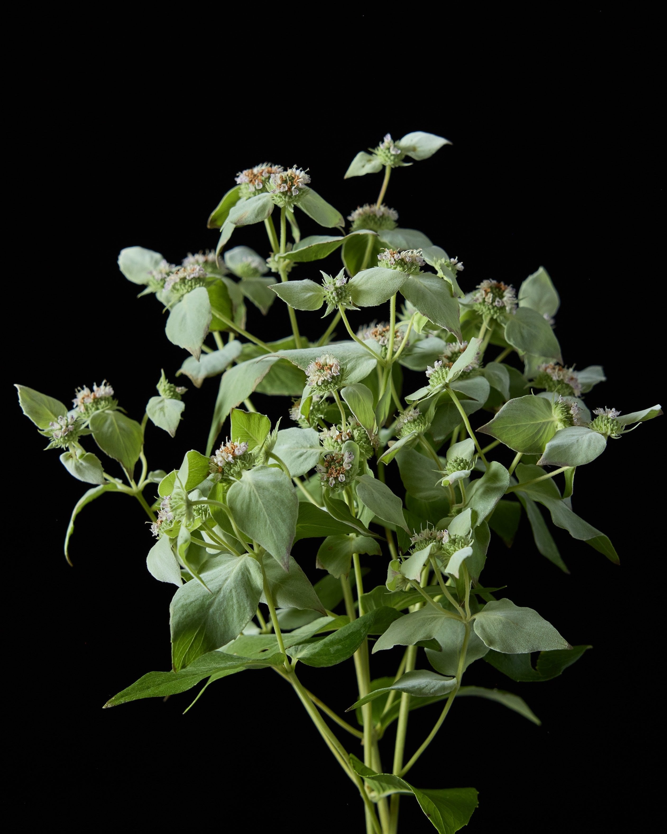 Pycnanthemum muticum (Mountain Mint) (3 plugs)