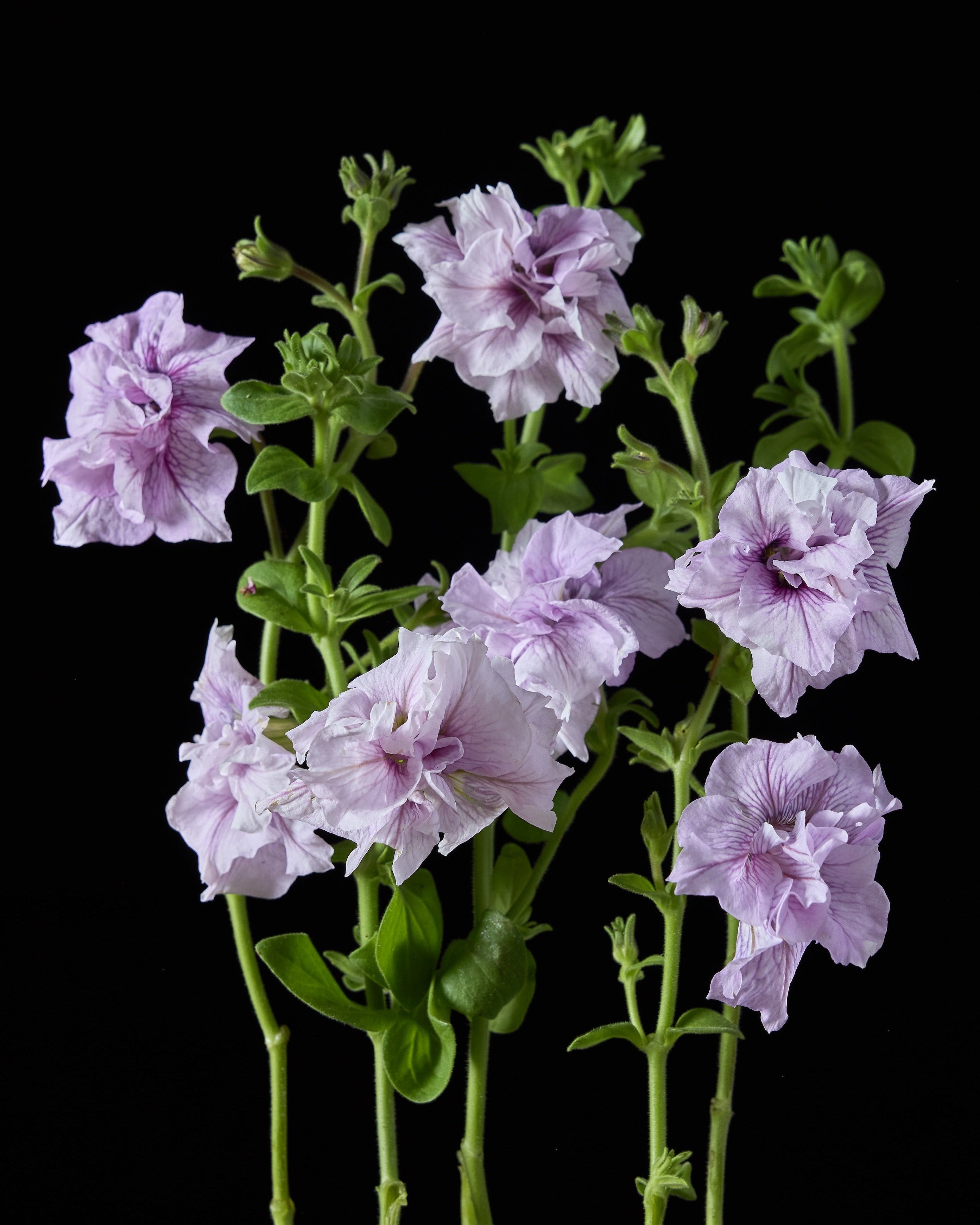 Petunia Doppio Allegretto Mix (8 plugs)