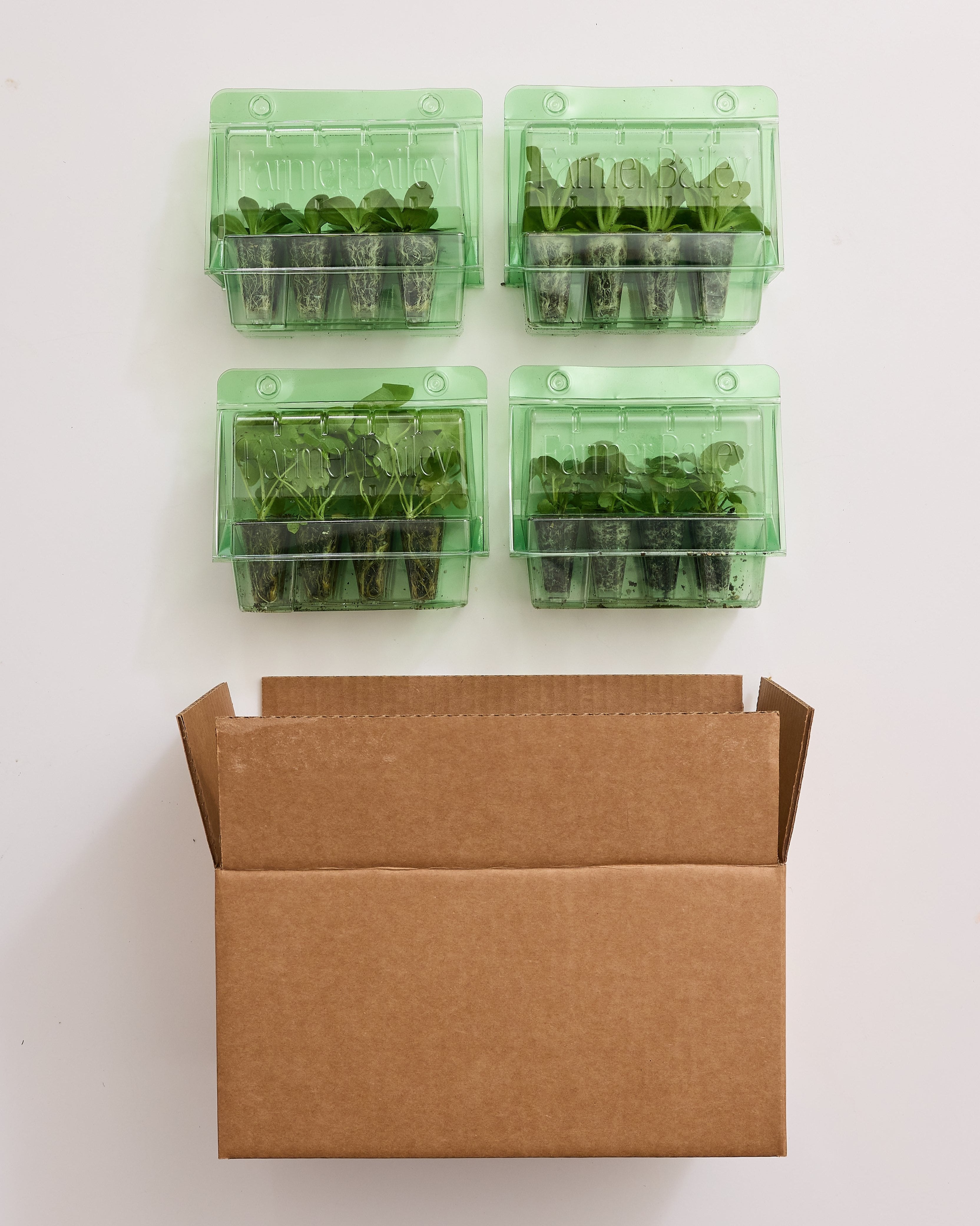 Champagne Celebration (Spring)