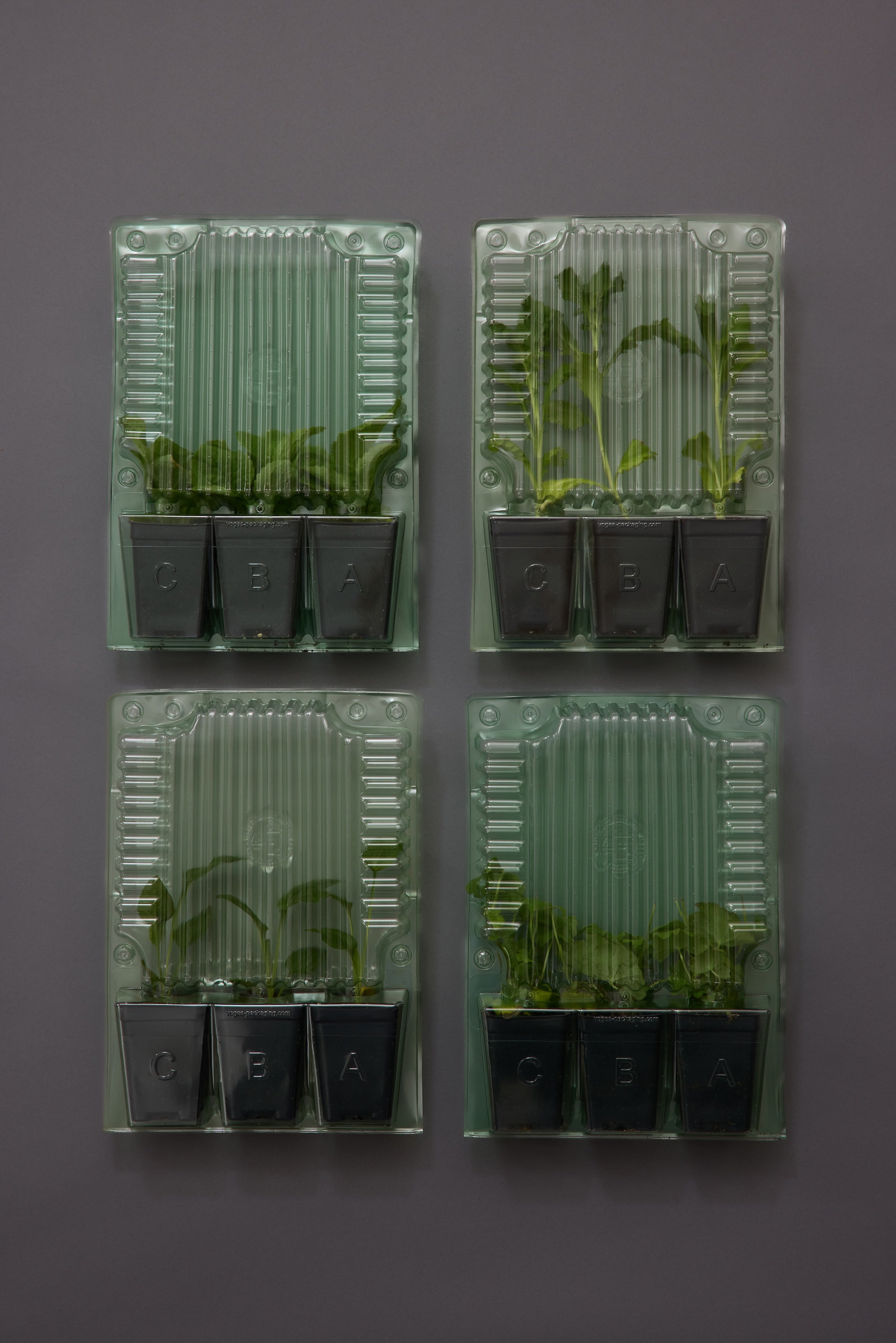 Gypsophila Xlence (3 plugs)