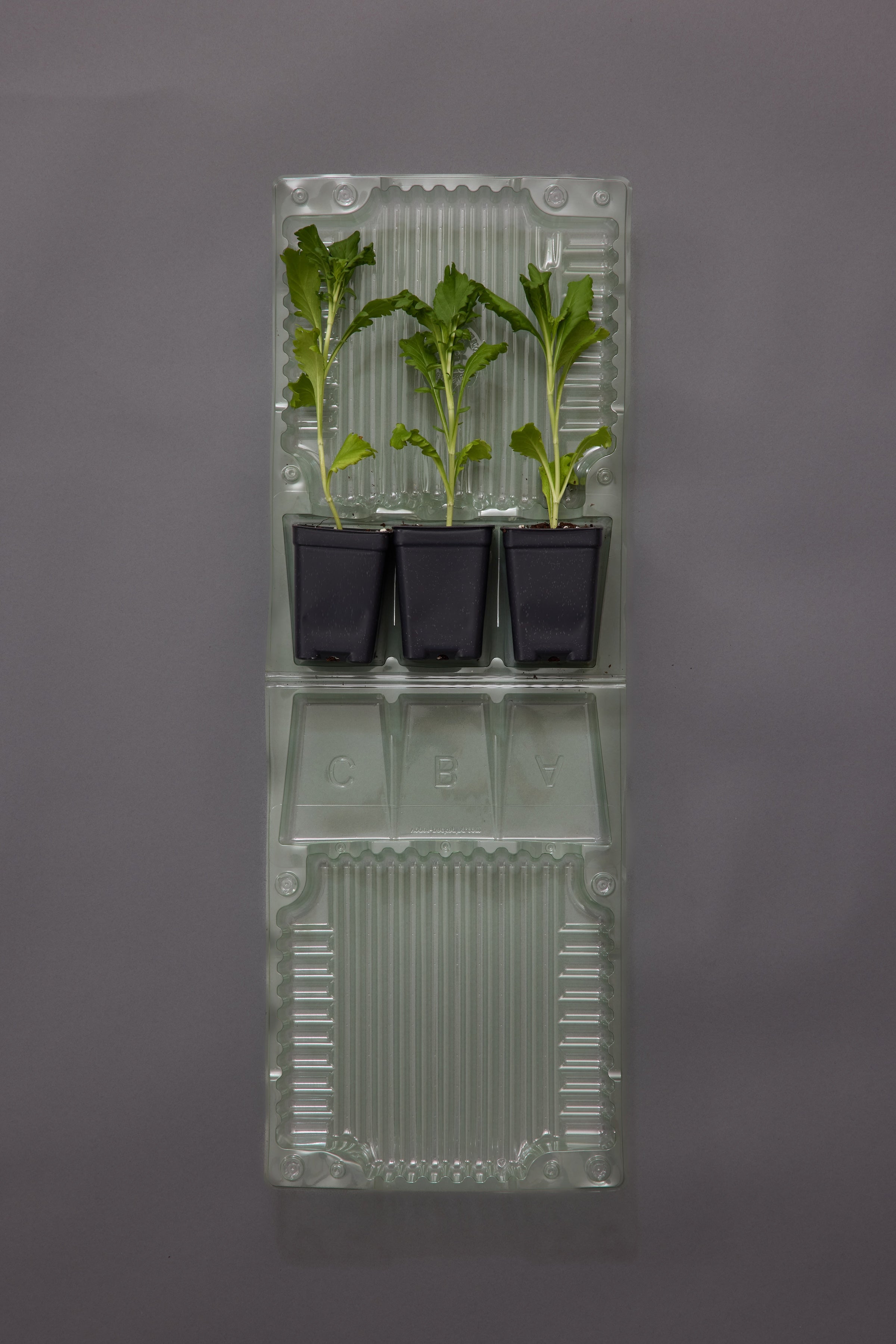 Gypsophila Xlence (3 plugs)