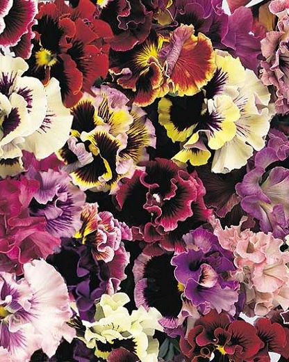 Pansy Can Can Mix (8 plugs)