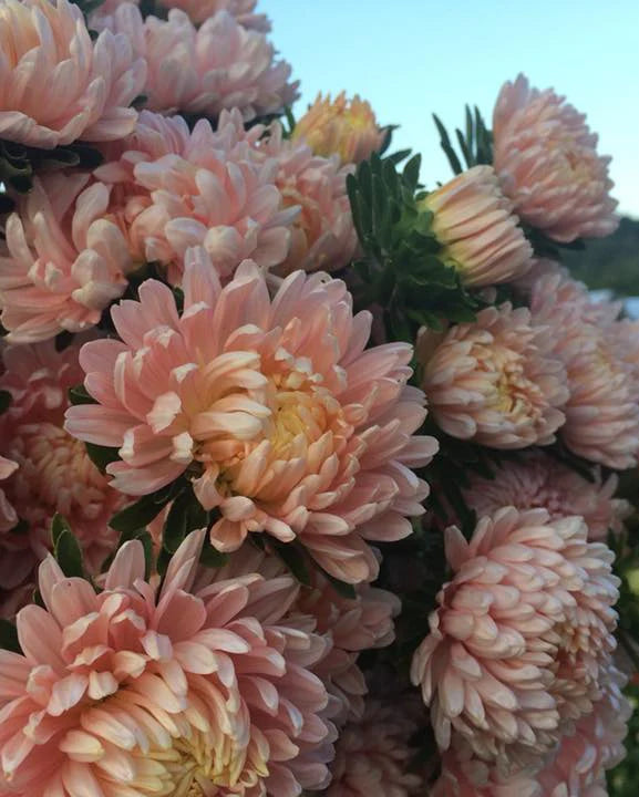 Aster Tower Chamois (8 plugs)