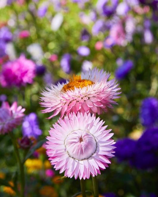 Helichrysum King Mix (8 plugs)