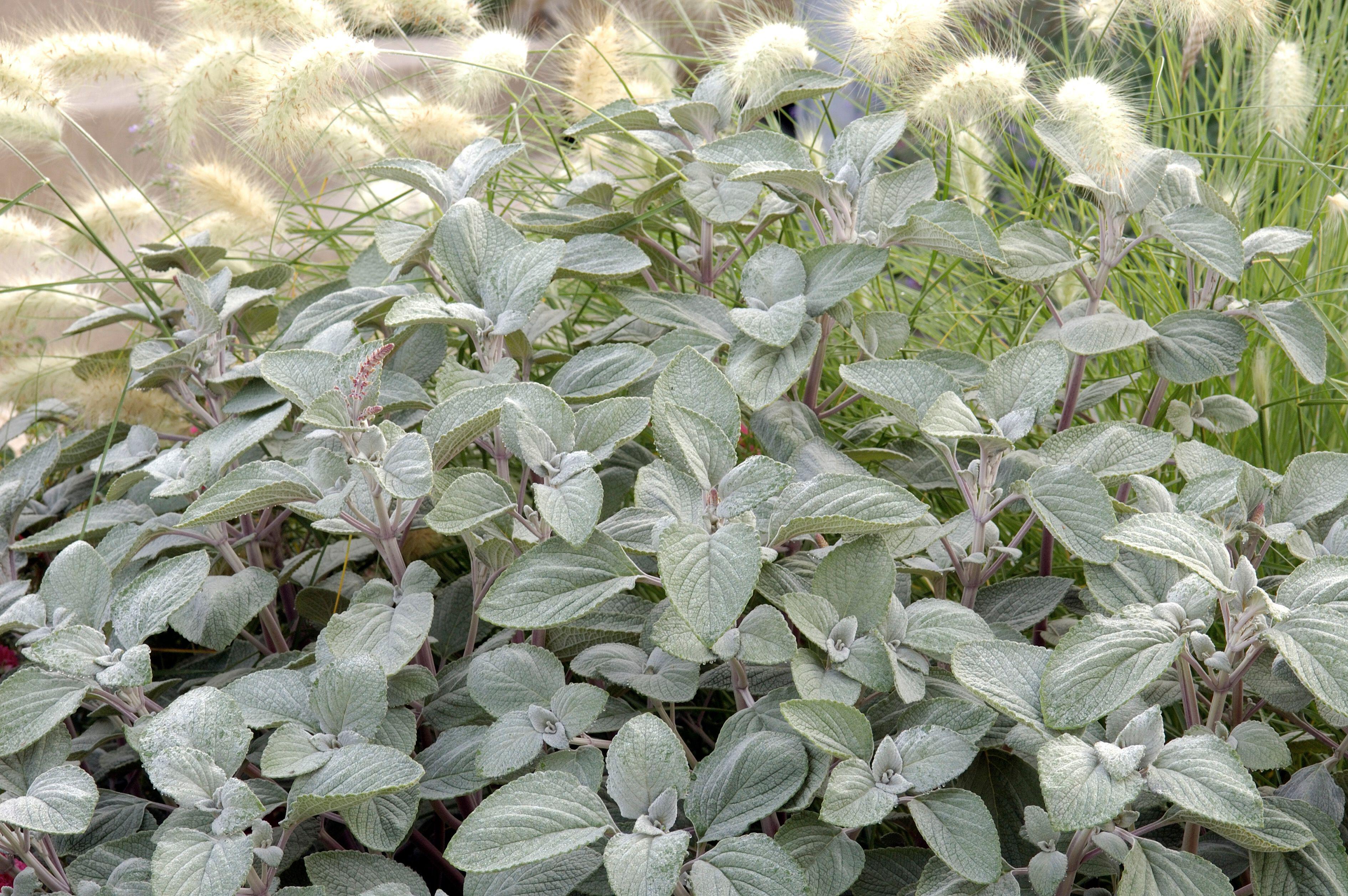 Plectranthus Silver Shield (8 plugs)