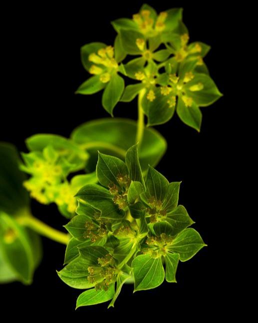 Bupleurum griffithii (8 plugs)