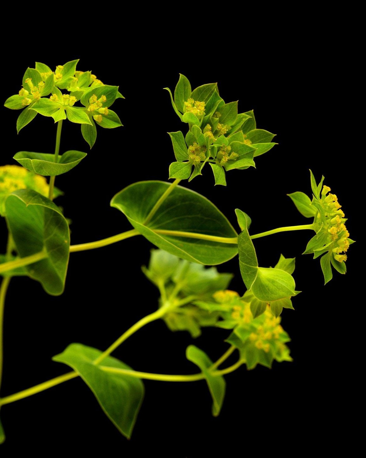 Bupleurum griffithii (8 plugs)