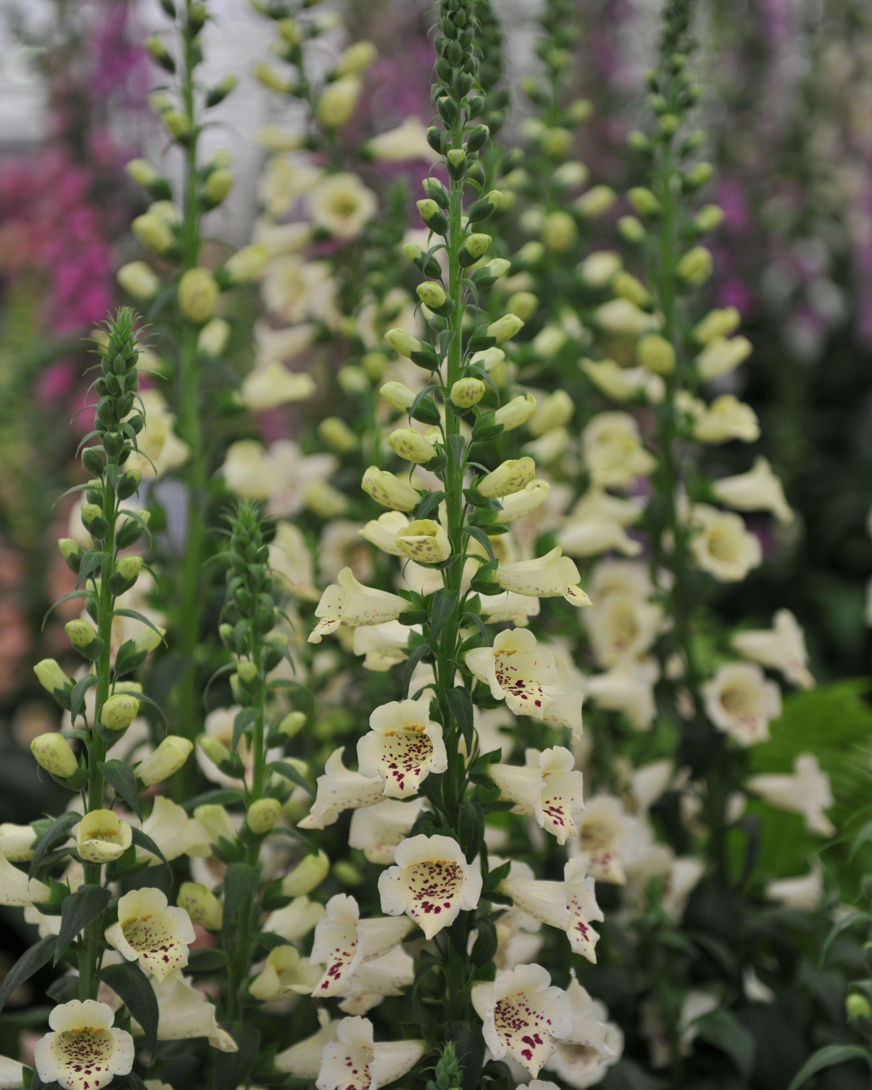 Digitalis Camelot Cream (8 plugs)