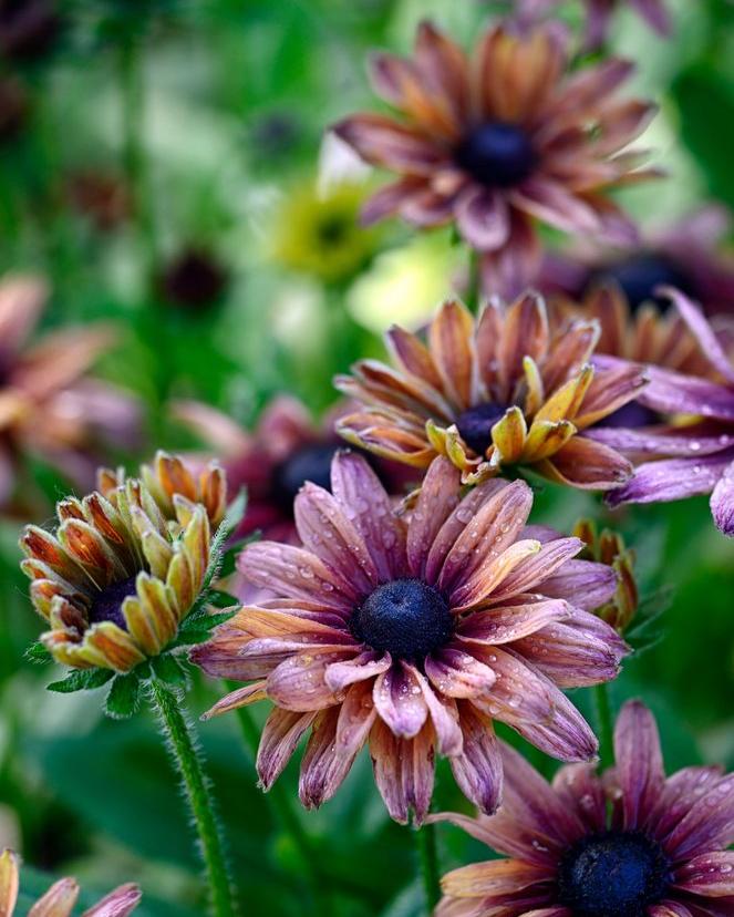 Rudbeckia hirta Sahara (8 plugs)