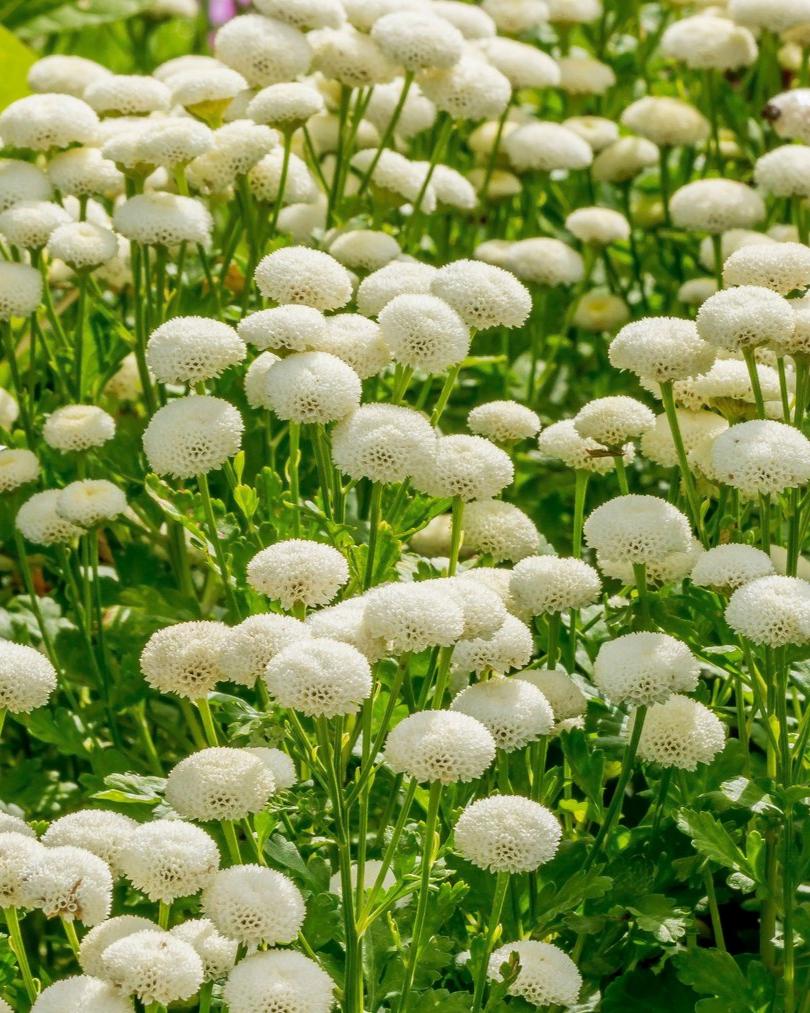 Matricaria Vegmo Snowball Extra (8 plugs)
