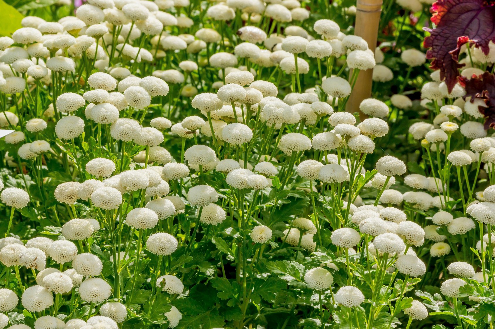 Matricaria Vegmo Snowball Extra (8 plugs)