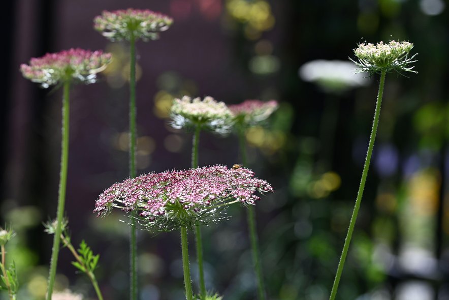 Daucus Purple Kisses (8 plugs)