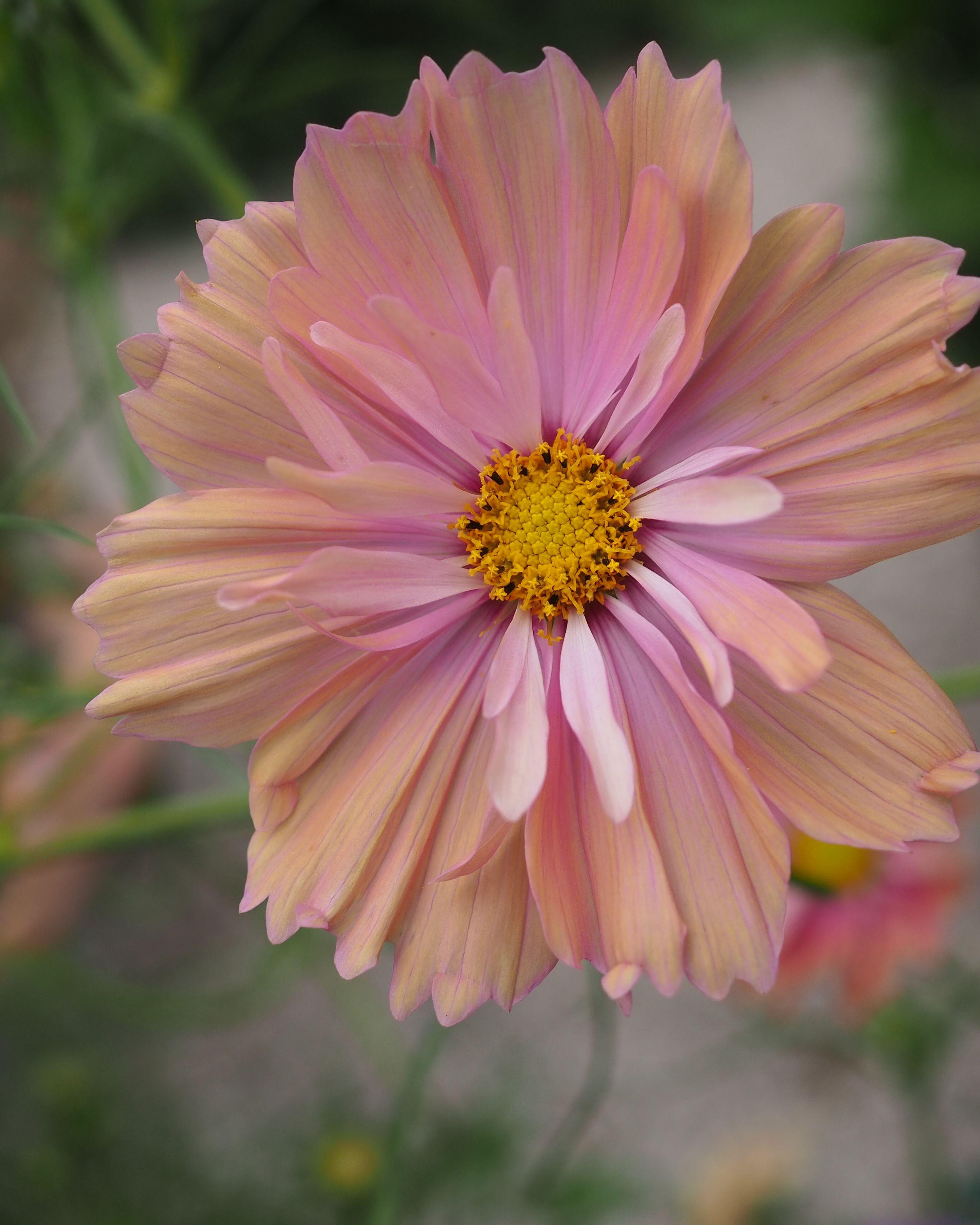 Cosmos Apricotta (8 plugs)