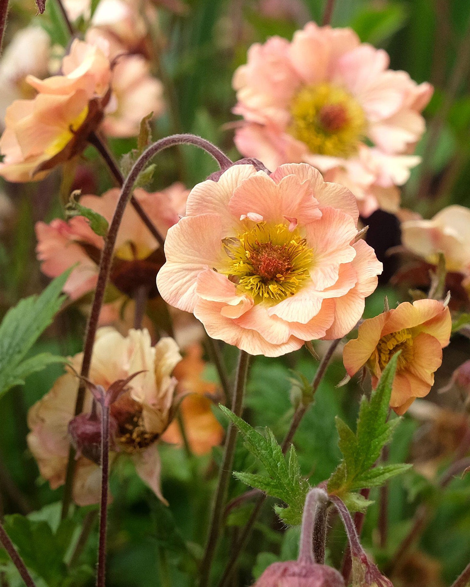 Geum Mai Tai Cocktail (3 plugs)
