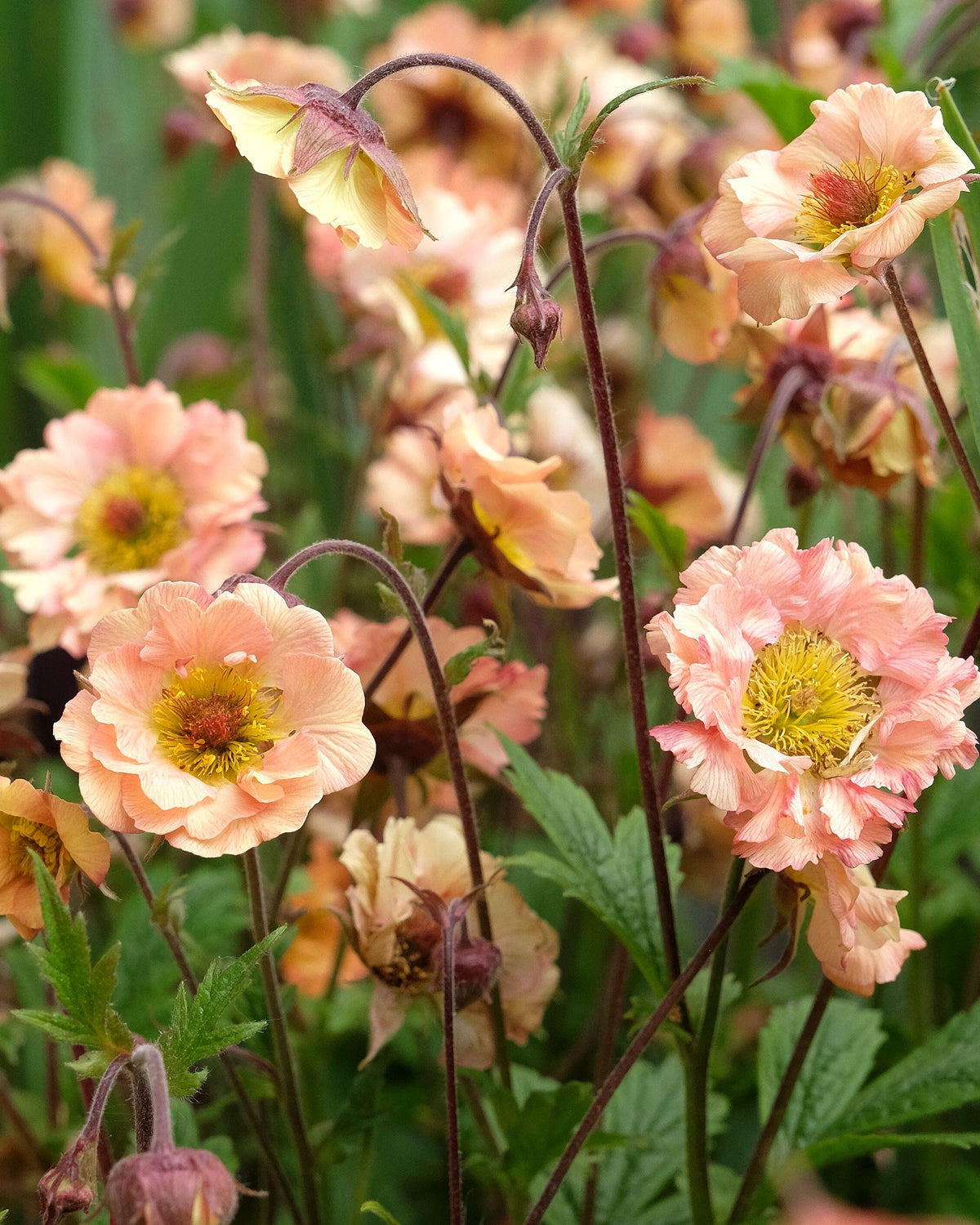 Geum (3 plugs)