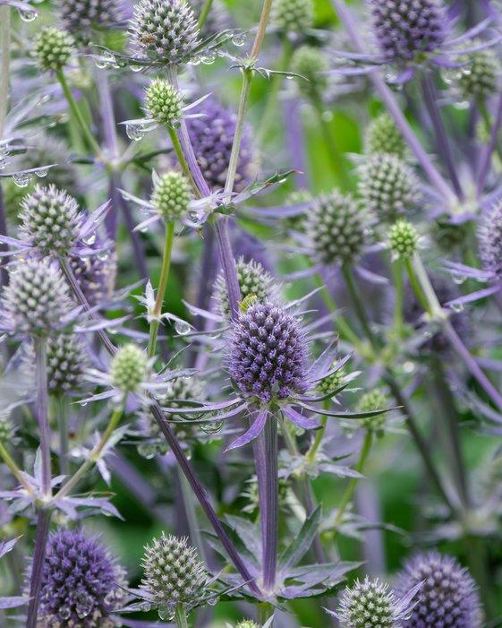 Eryngium Blue Glitter (8 plugs)