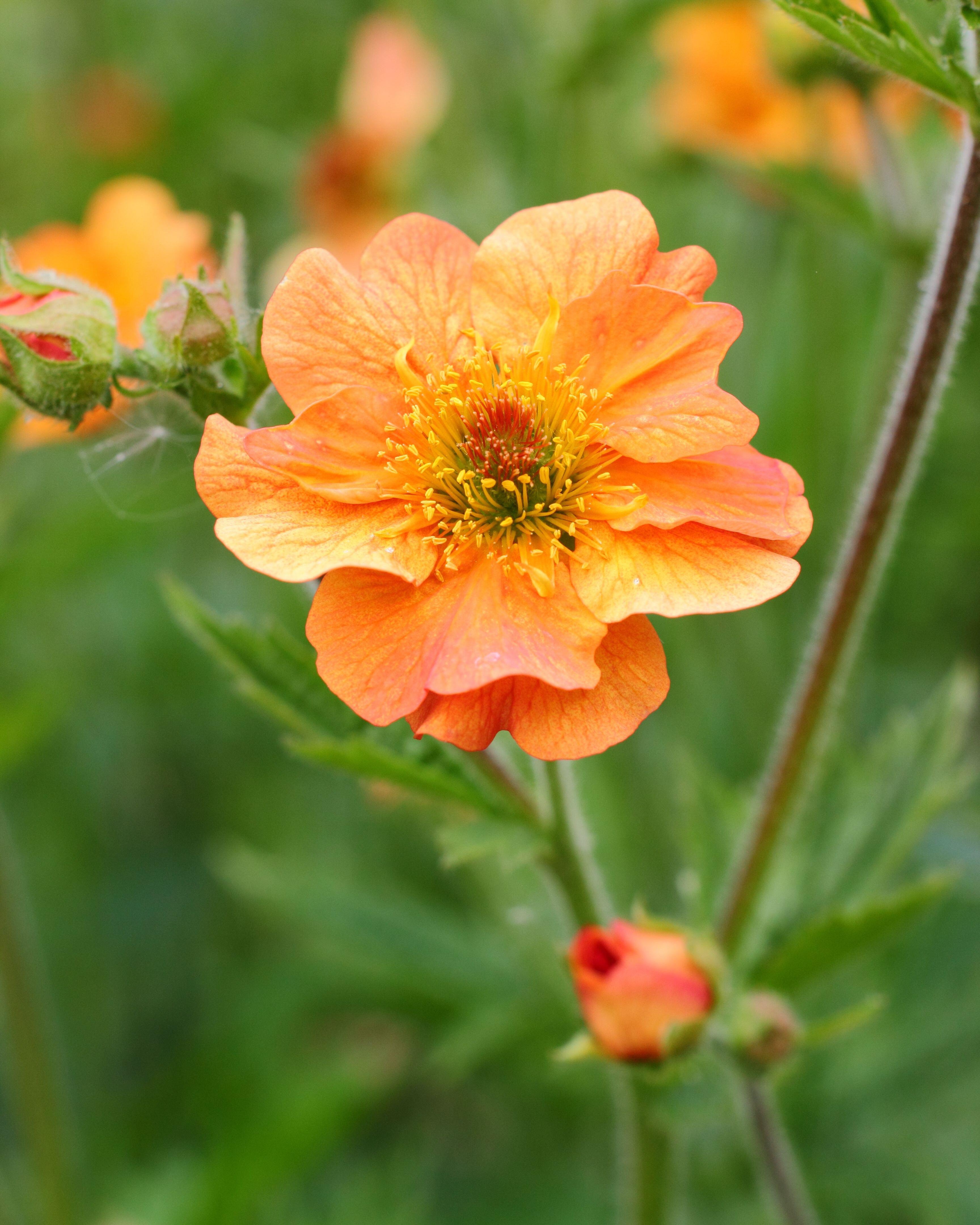 Geum Totally Tangerine (3 plugs)