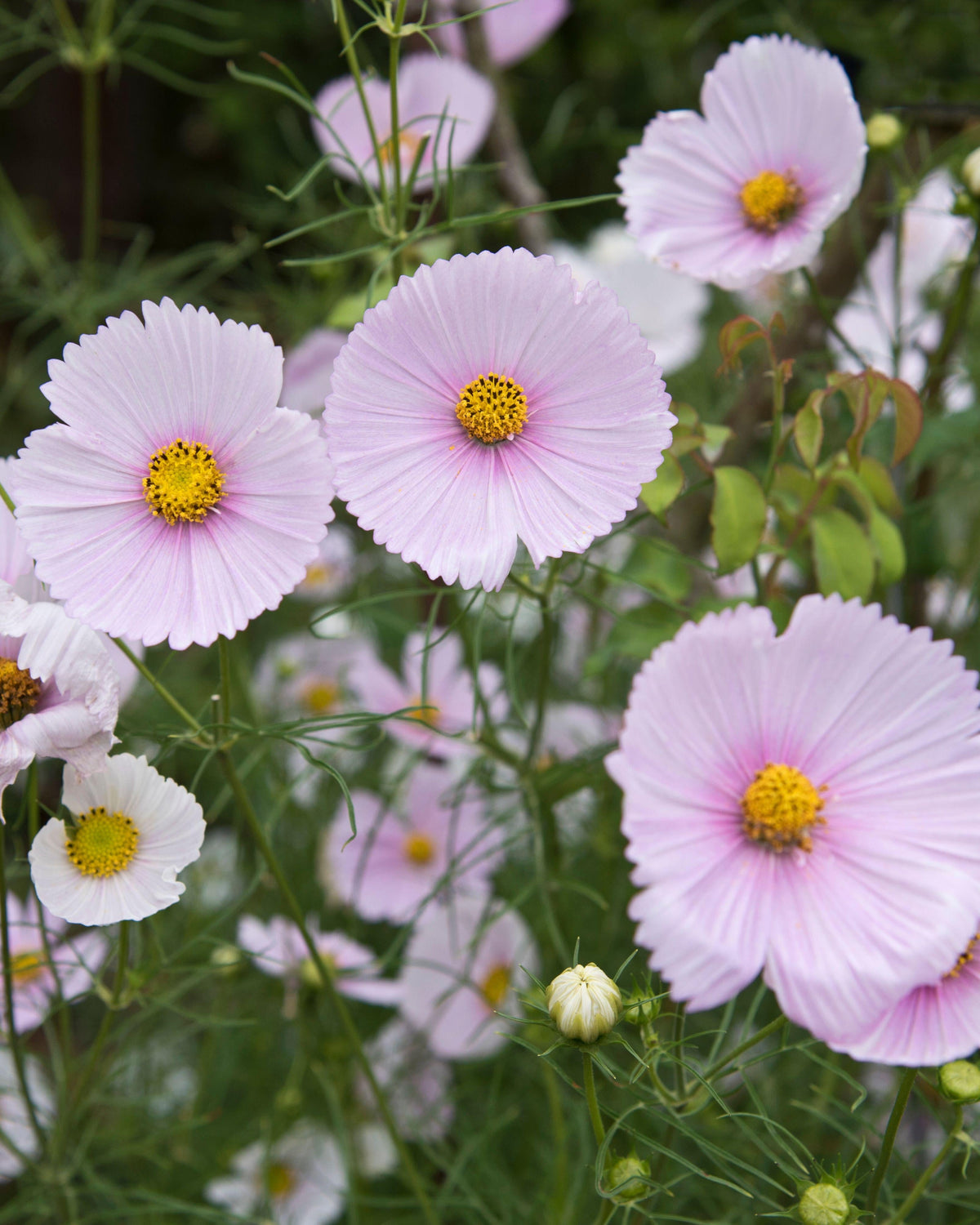 Cosmos (8 plugs)