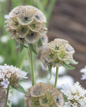Scabiosa Stellata 'Paper Moon' (8 plugs)