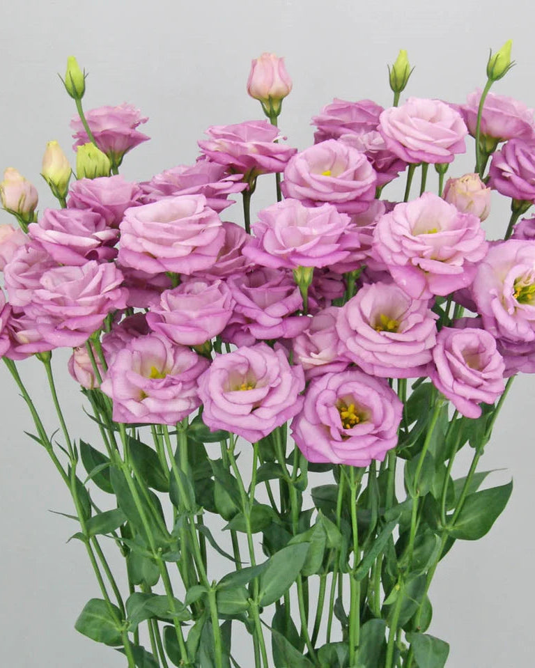 Lisianthus Arosa 1 Lilac (8 plugs) Lisianthus Arosa 1 Lilac (8 plugs)