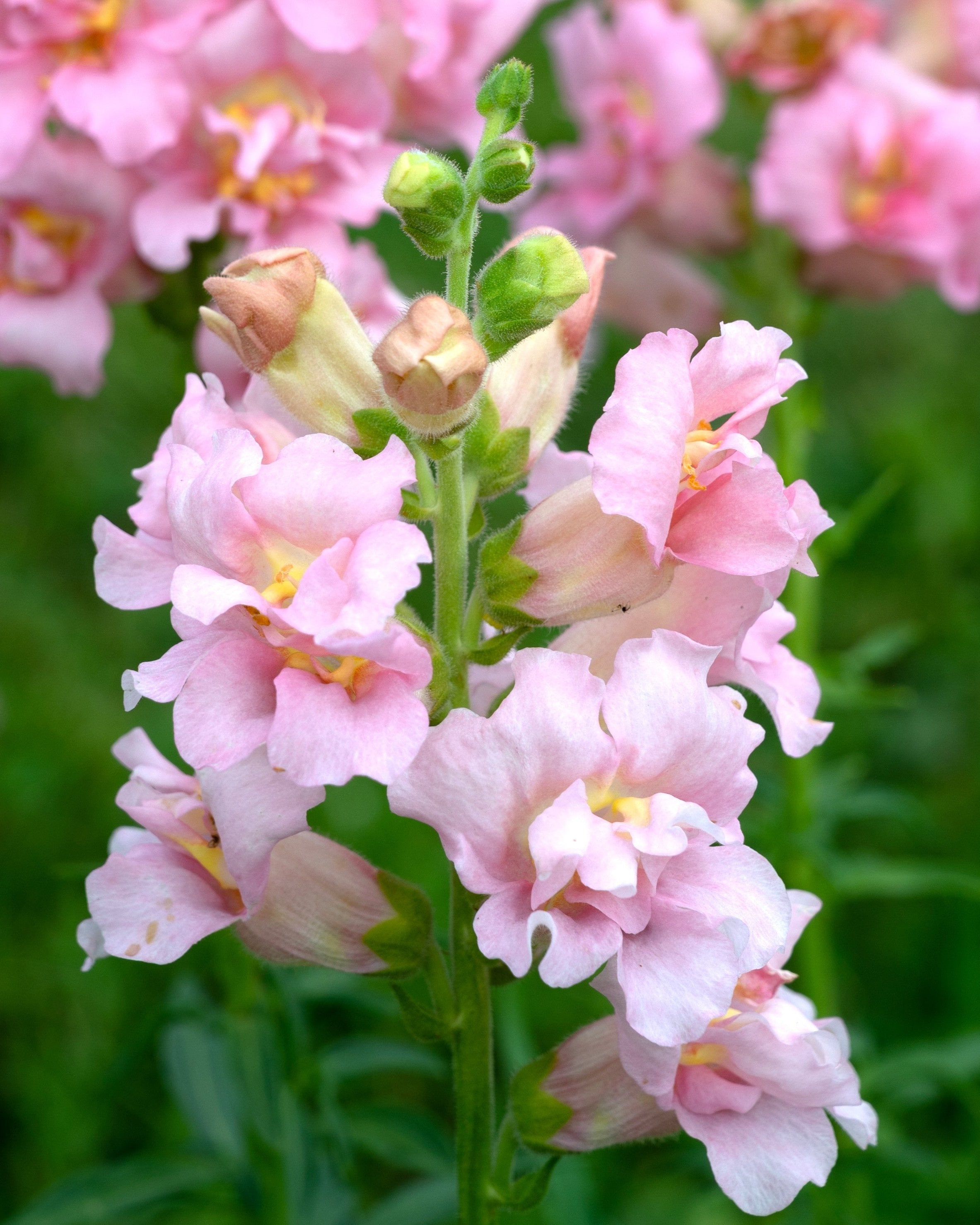 Snapdragon Madame Butterfly Pink (8 plugs)