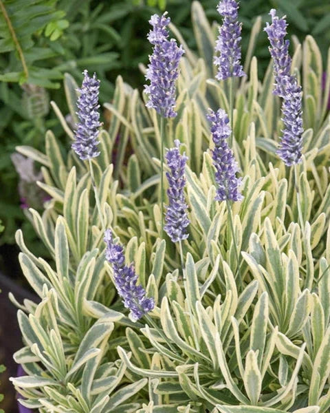 Lavender Platinum Blonde (3 plugs)