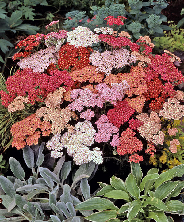 Achillea Summer Berries (8 plugs)