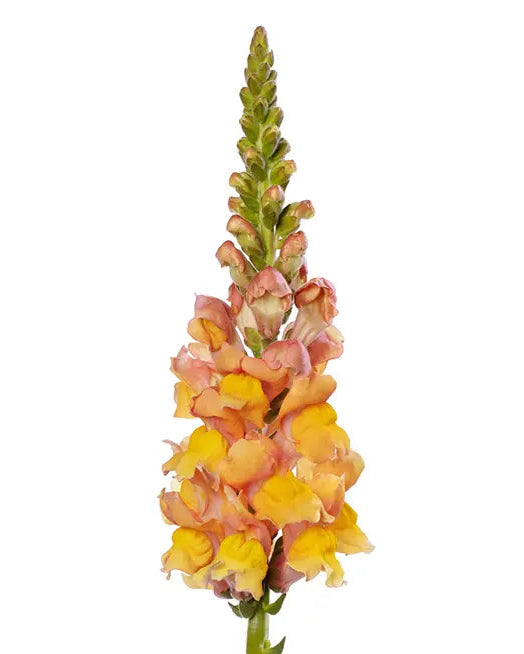 Snapdragon Orleans Light Orange 3-4 (8 plugs)