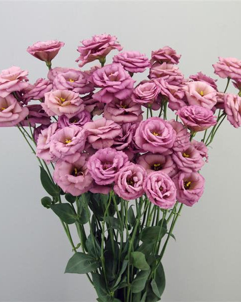 Lisianthus Arosa 2 (8 plugs)
