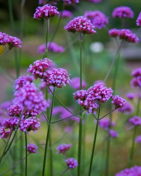 Verbena bonairiensis Finesse (8 plugs)
