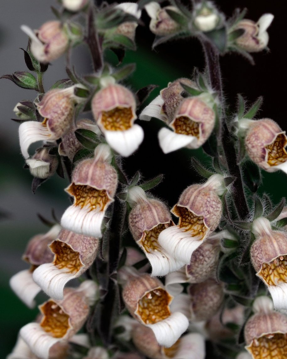 Digitalis Café Crème (8 plugs)