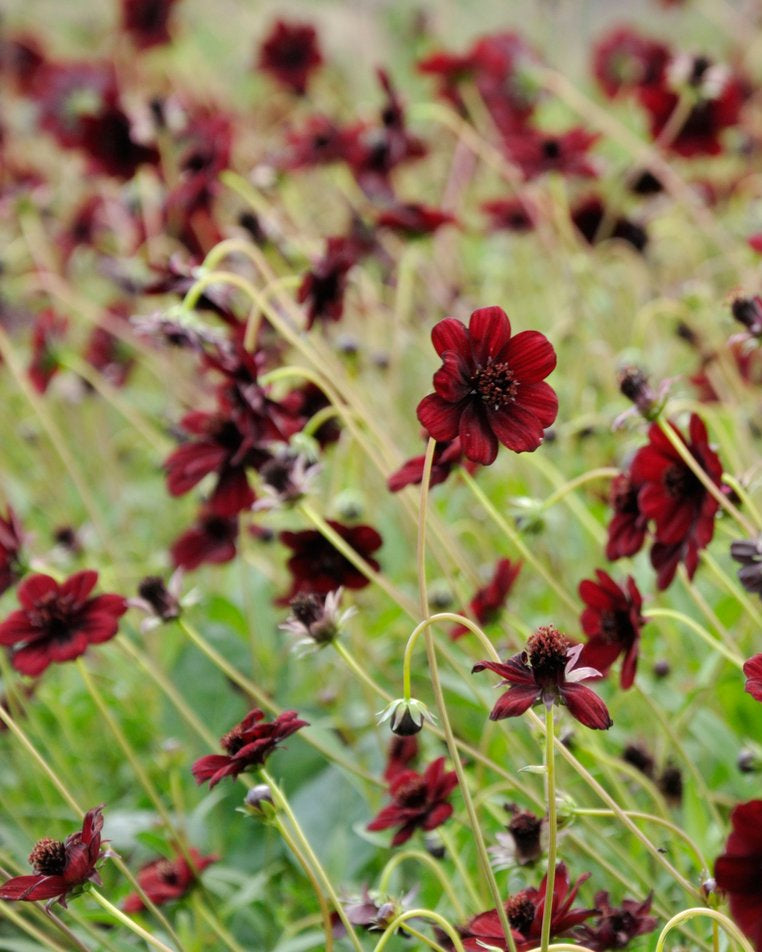 Chocolate Cosmos (3 plugs)